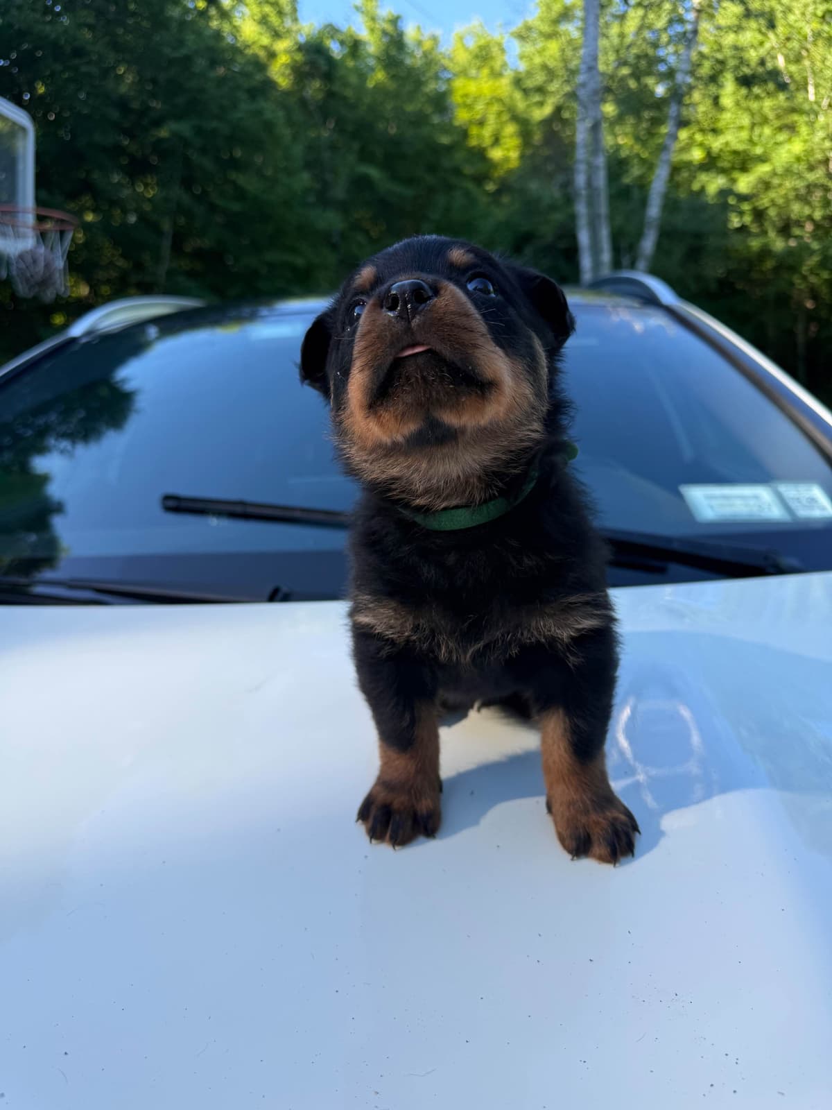 Rottweiler Puppies breeder image 5
