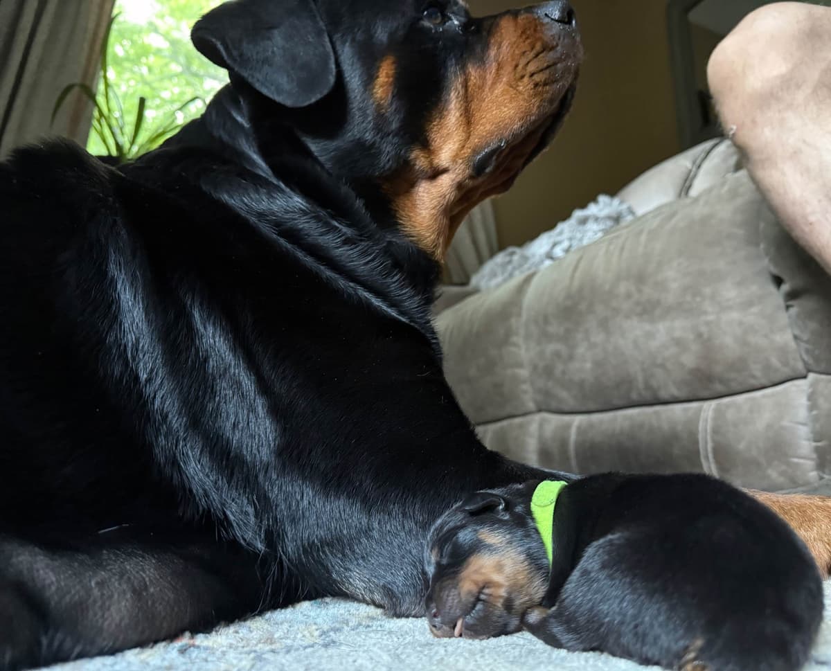 Rottweiler Puppies breeder image 8