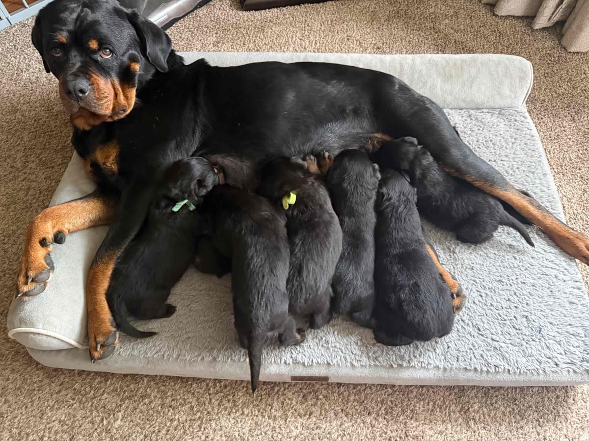 Rottweiler Puppies breeder image 11