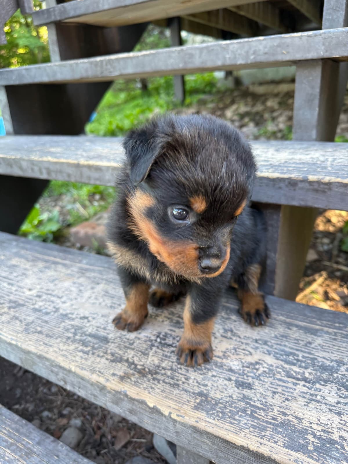 Rottweiler Puppies breeder image 13
