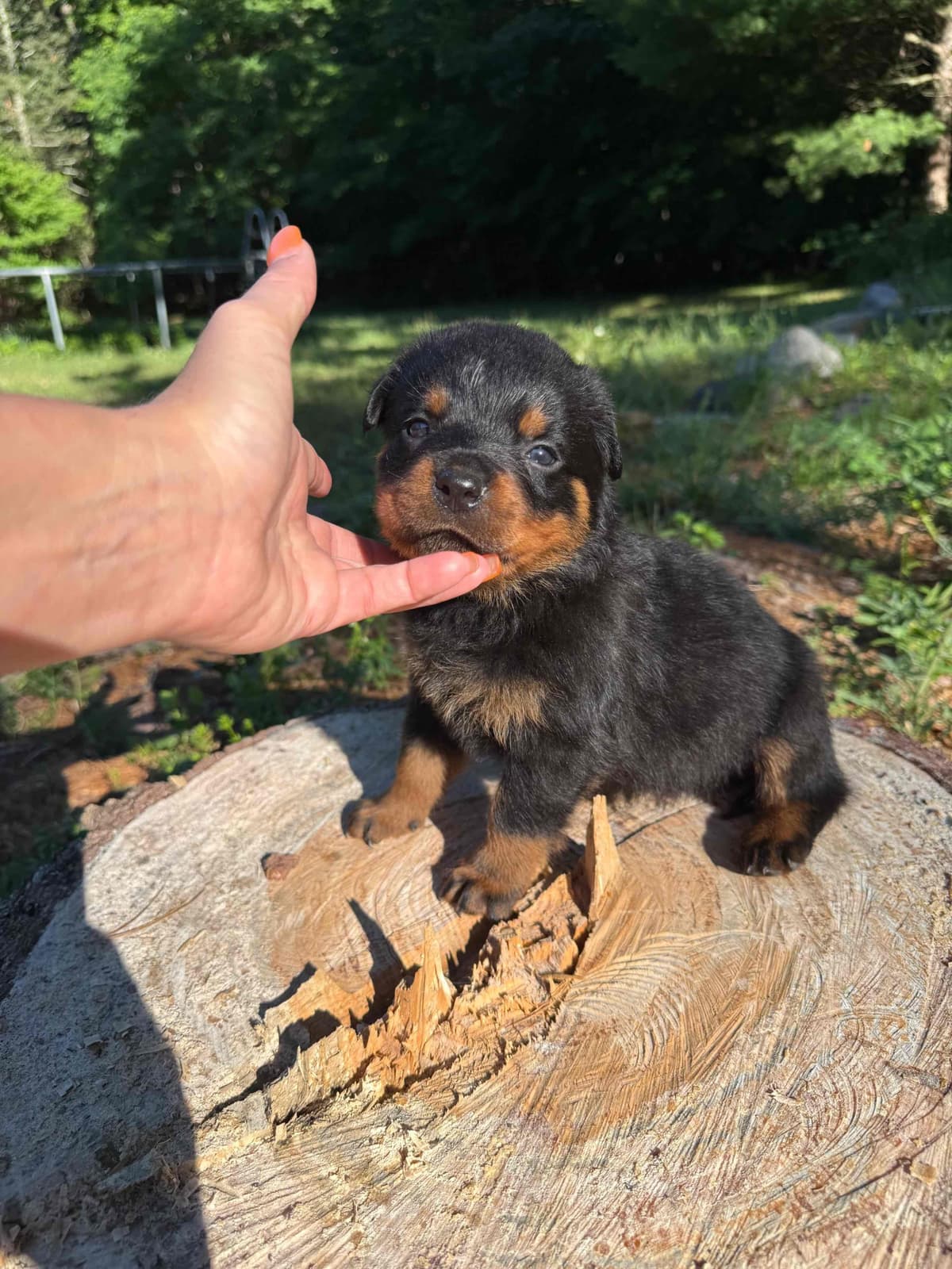 Rottweiler Puppies breeder image 15