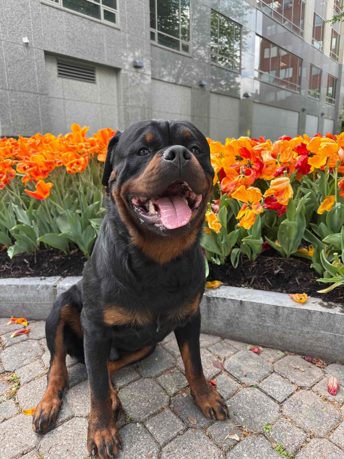Rottweiler Puppies breeder image 16