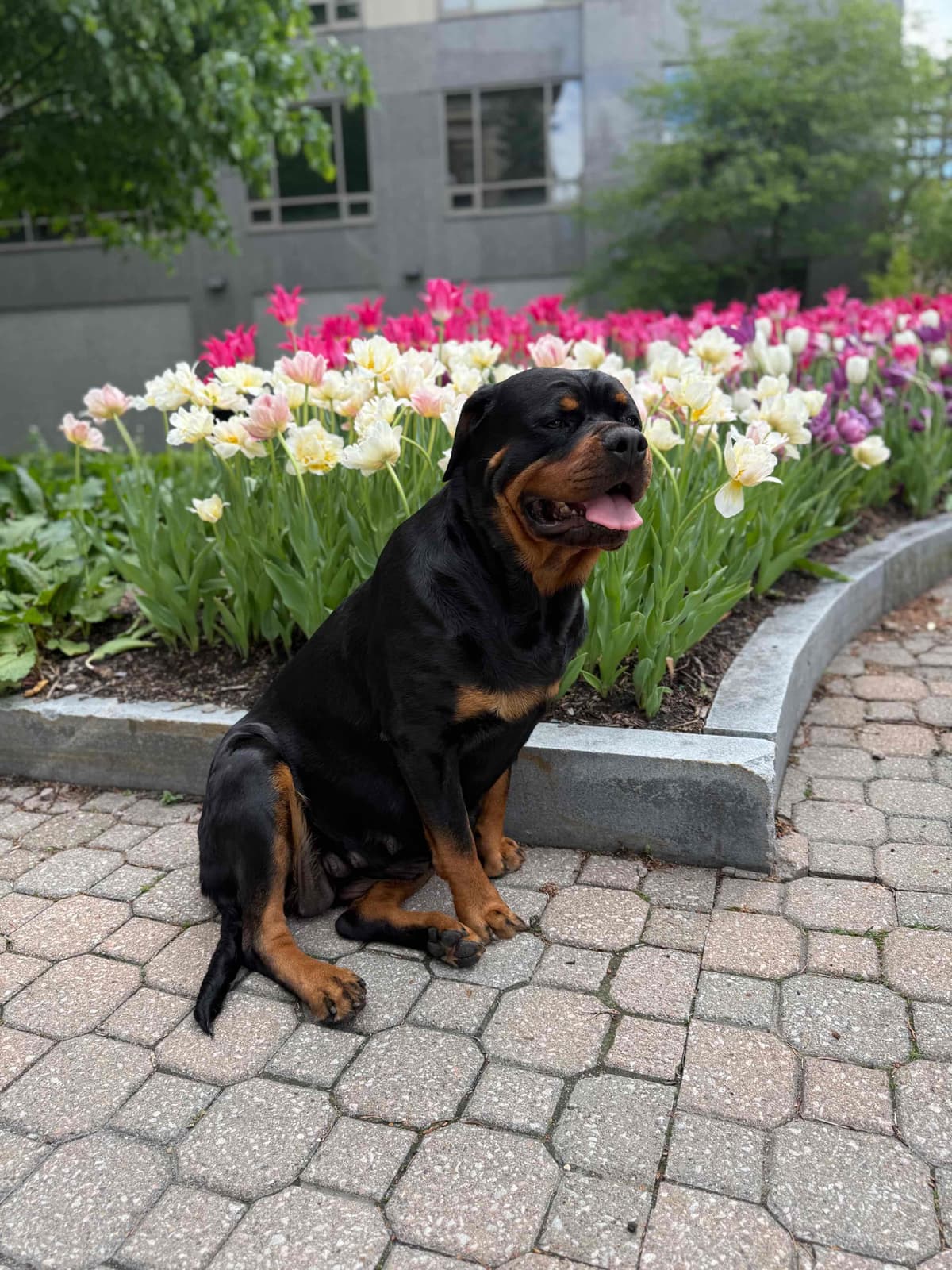 Rottweiler Puppies breeder image 18