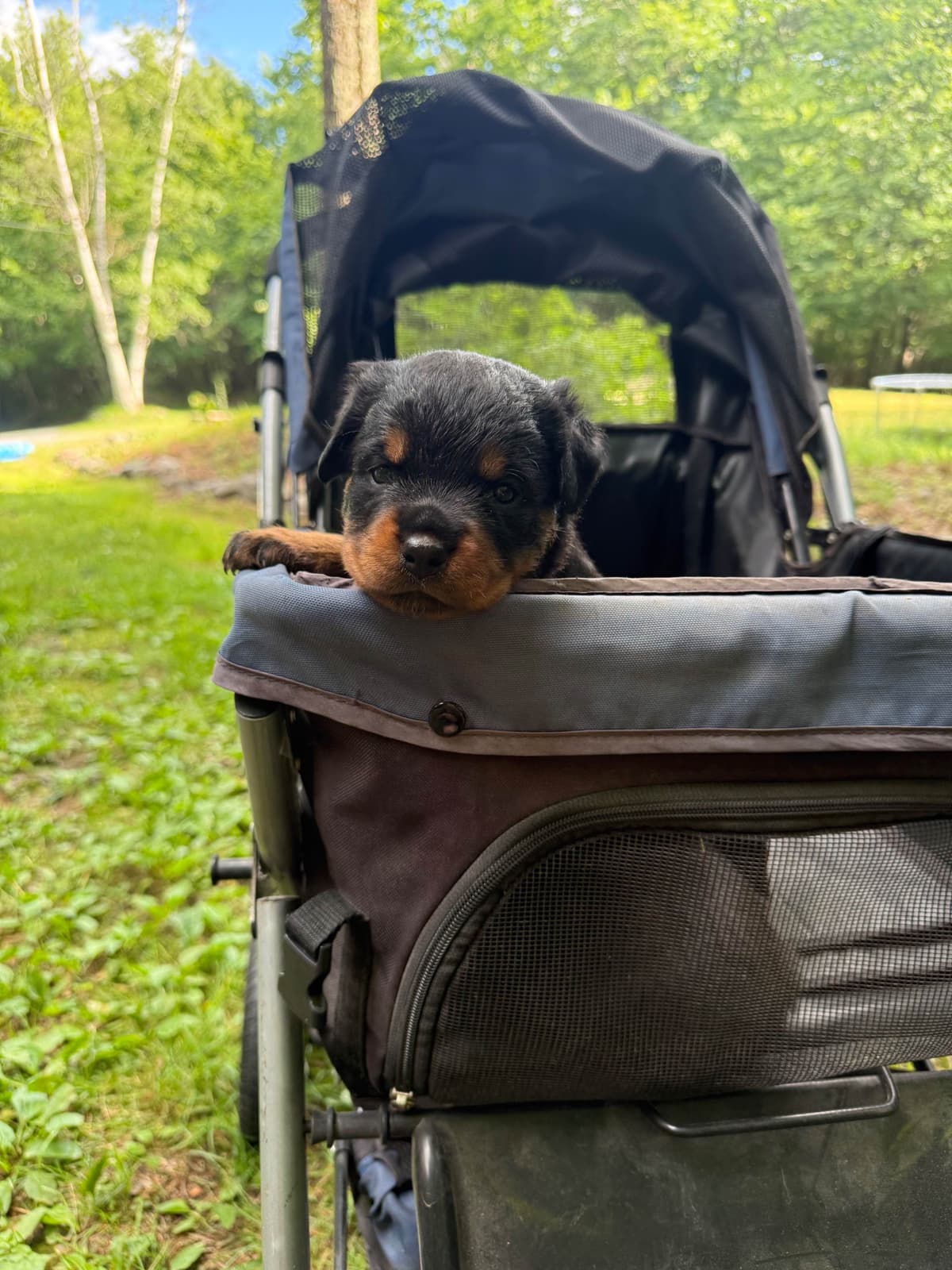 Rottweiler Puppies breeder image 20