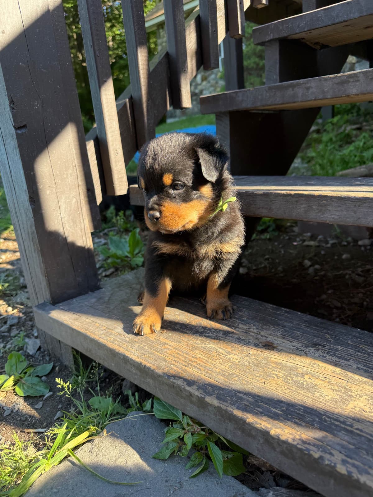 Rottweiler Puppies breeder image 21