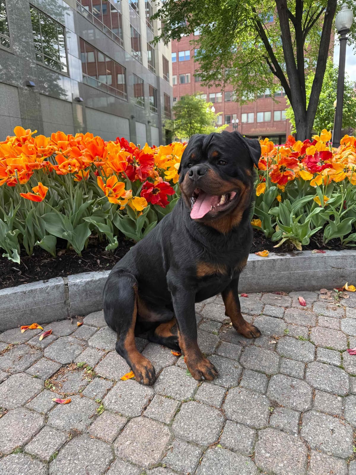 Rottweiler Puppies breeder image 23
