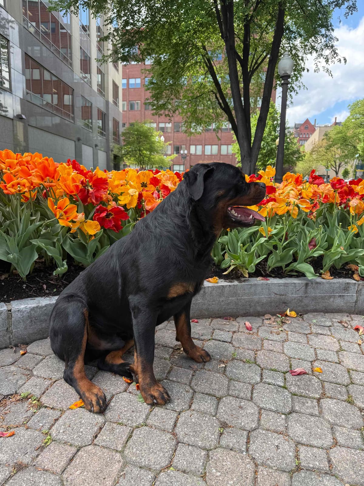 Rottweiler Puppies breeder image 24
