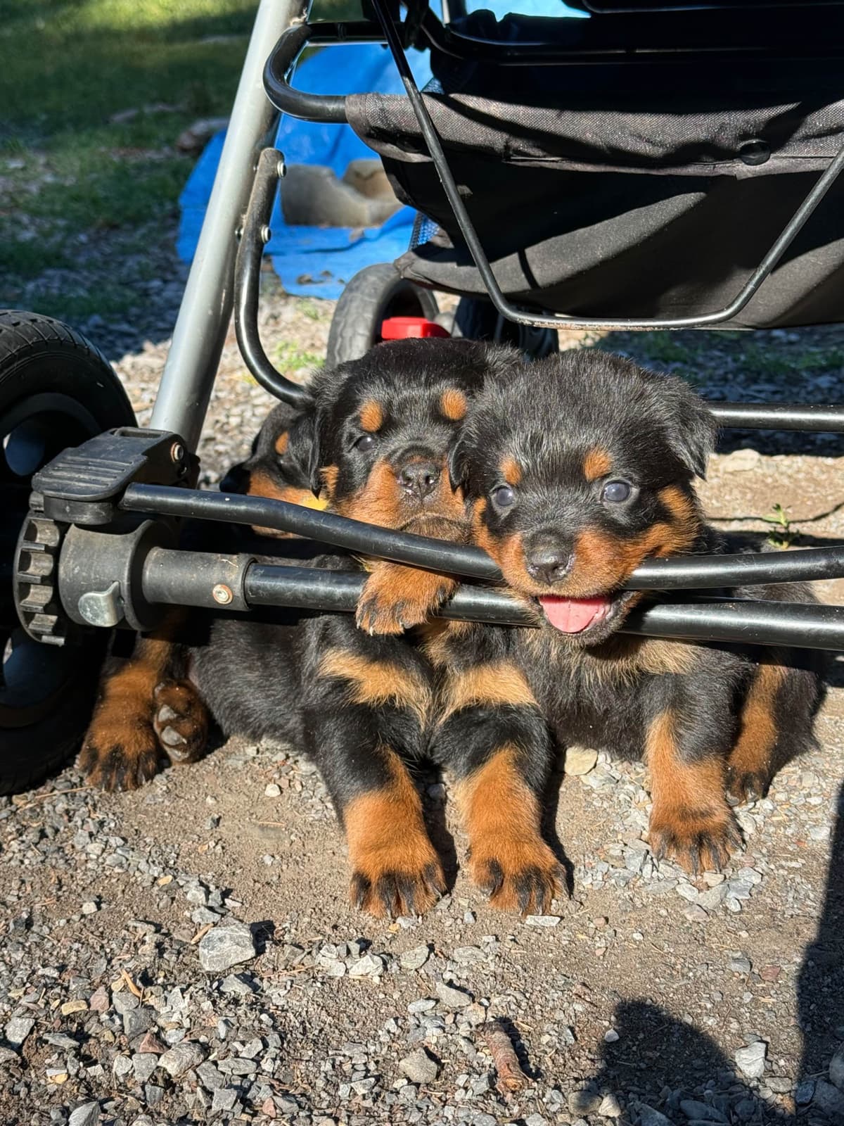 Rottweiler Puppies breeder image 25