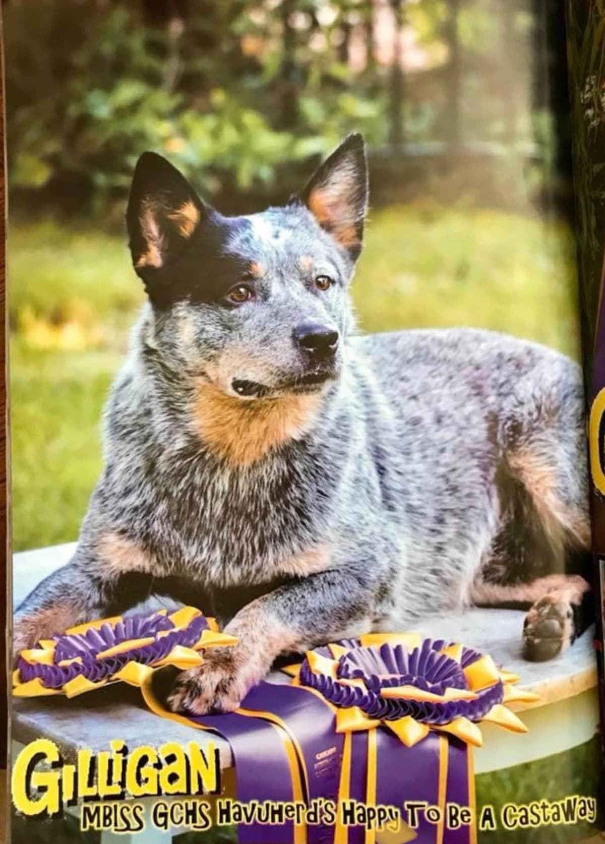 Australian Cattle Dog Puppies breeder image 1