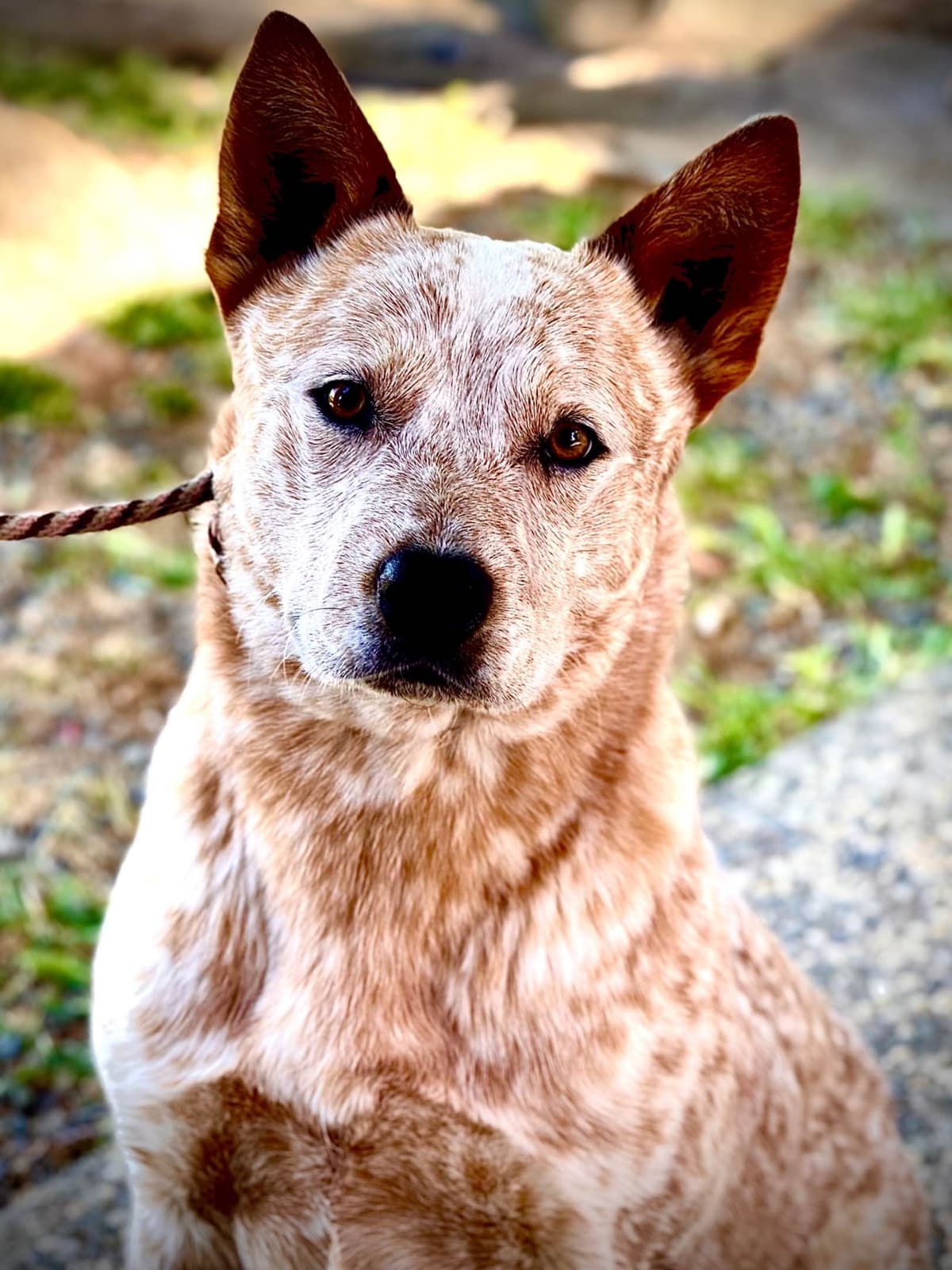 Australian Cattle Dog Puppies breeder image 2
