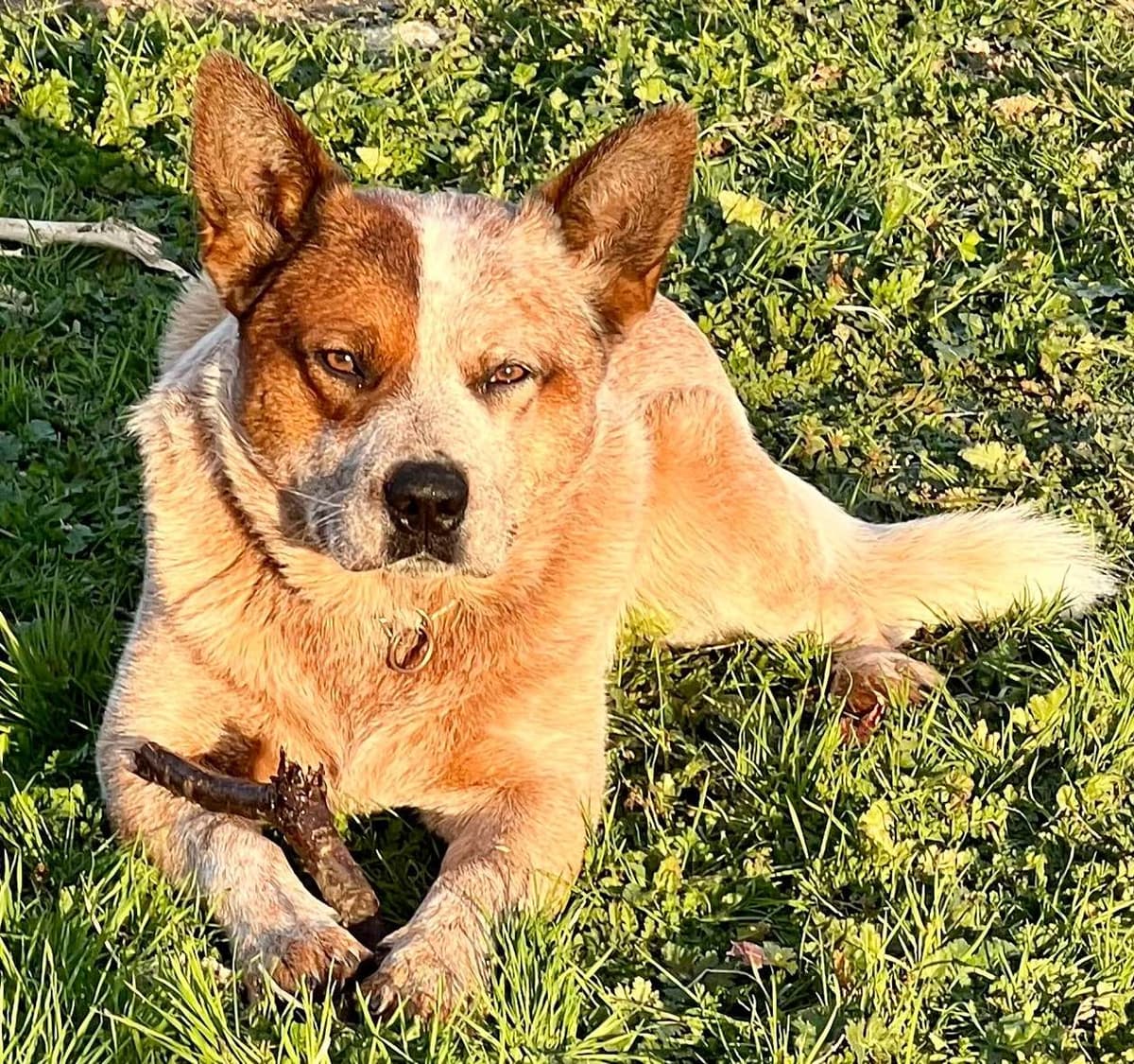 Australian Cattle Dog Puppies breeder image 3