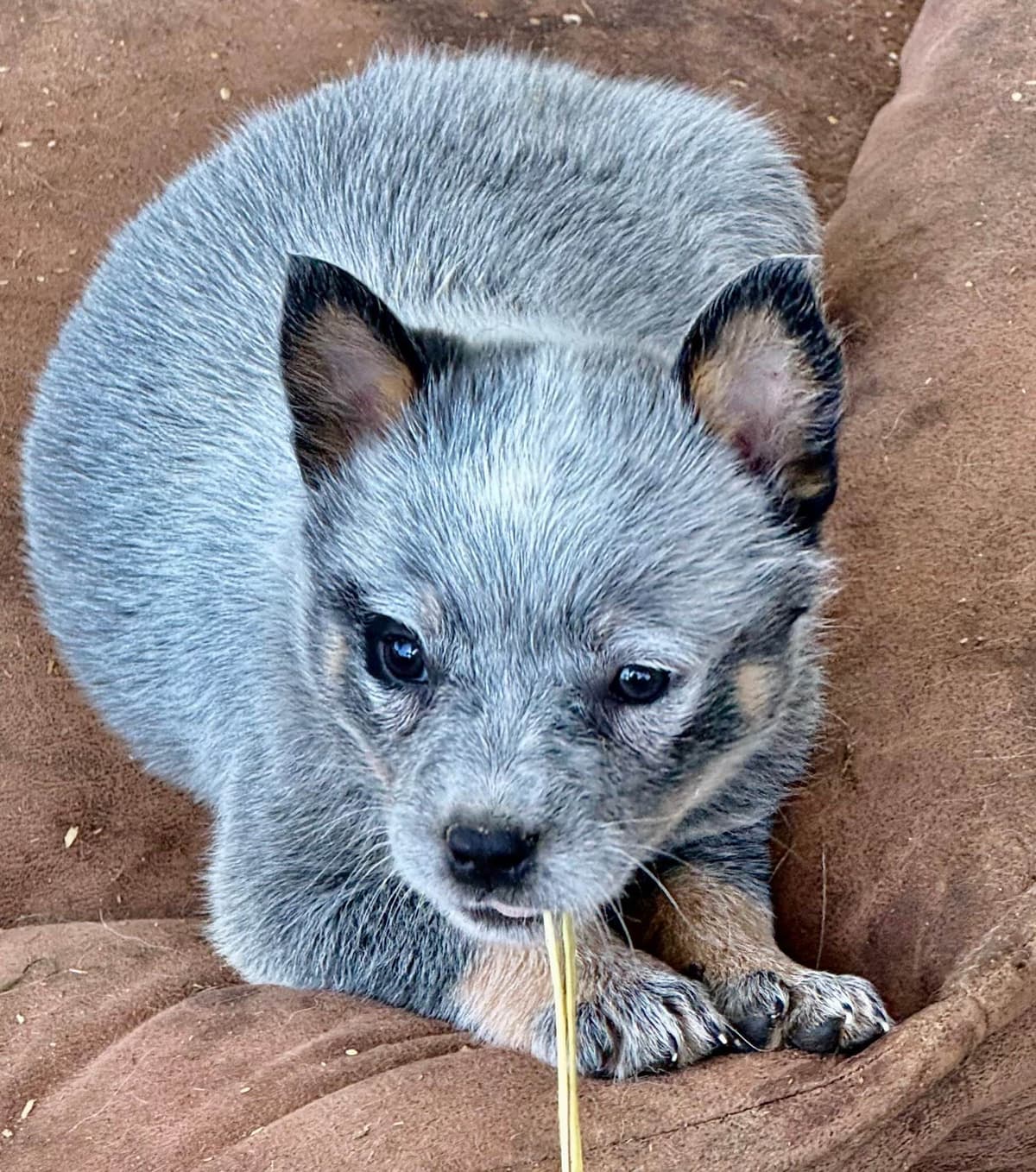 Australian Cattle Dog Puppies breeder image 5