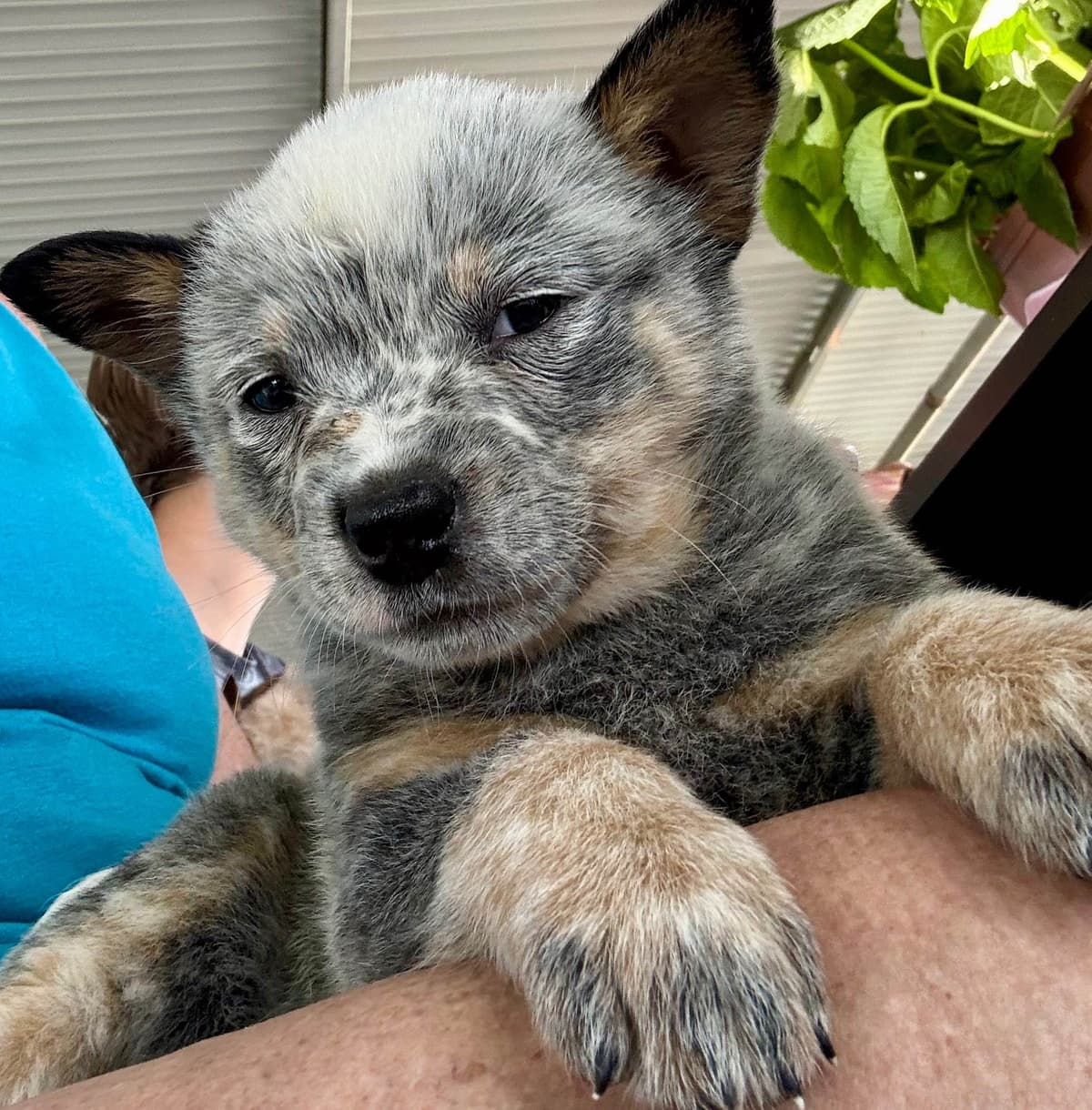 Australian Cattle Dog Puppies breeder image 6