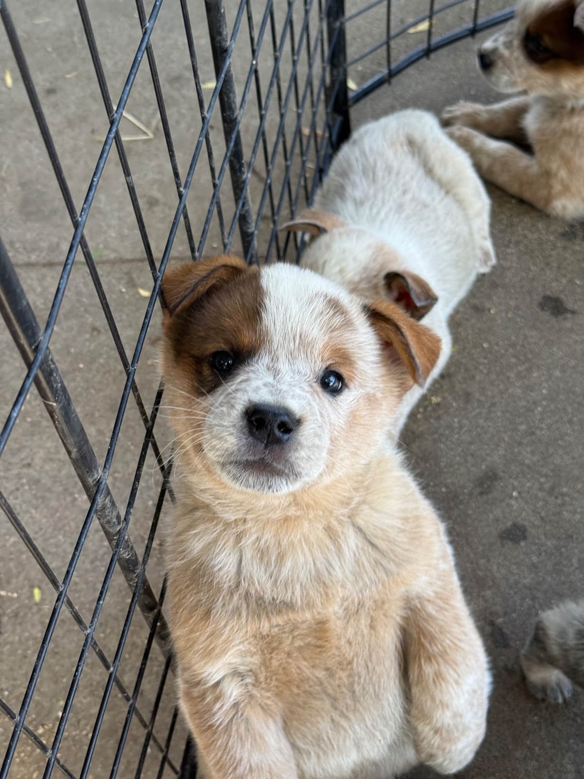 Australian Cattle Dog Puppies breeder image 8