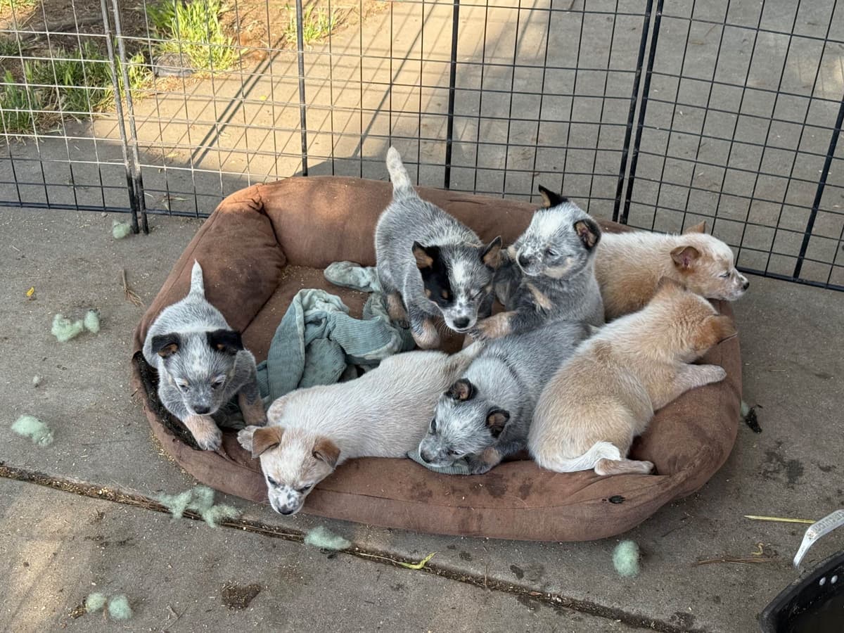 Australian Cattle Dog Puppies breeder image 7
