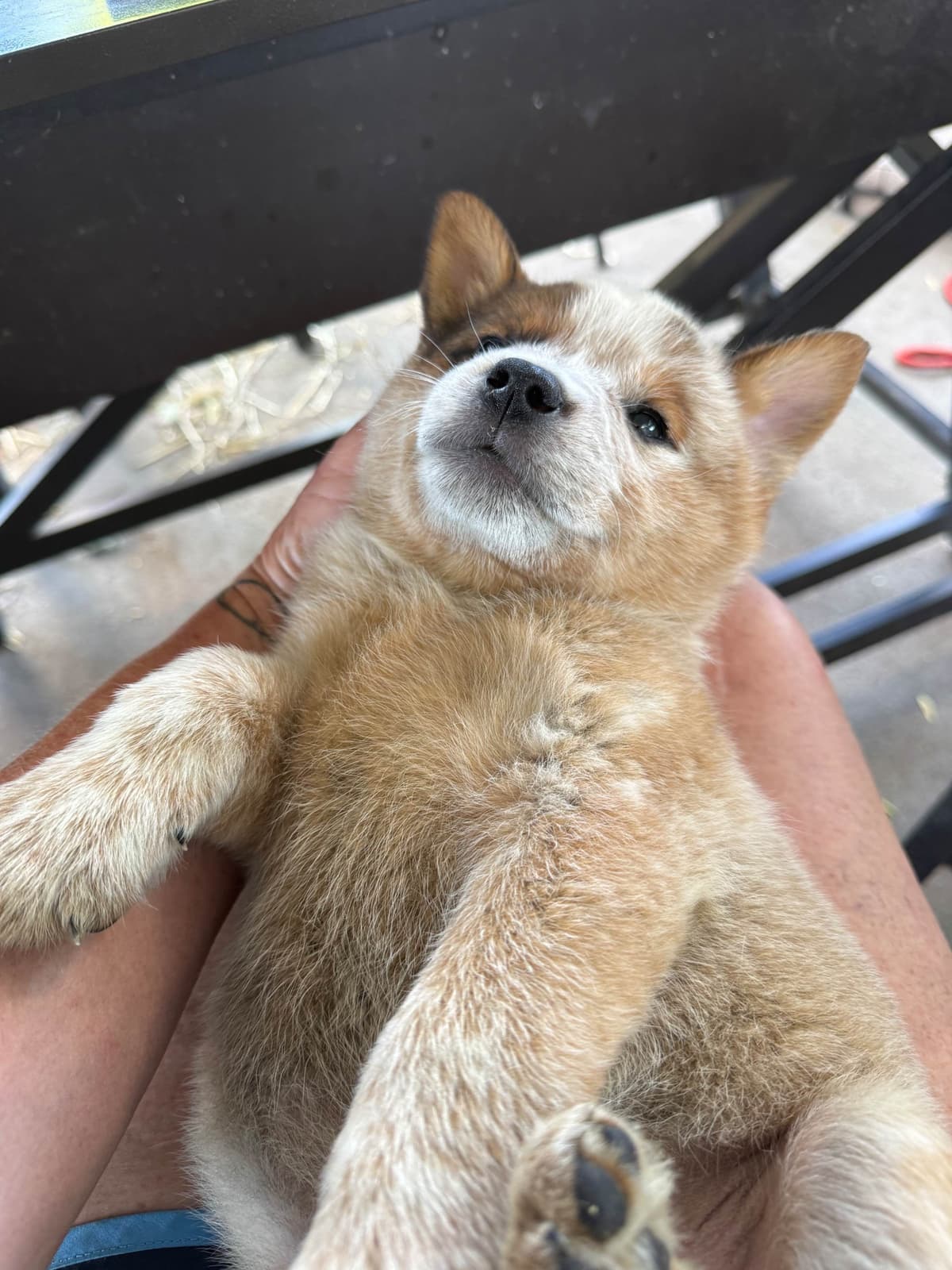Australian Cattle Dog Puppies breeder image 9