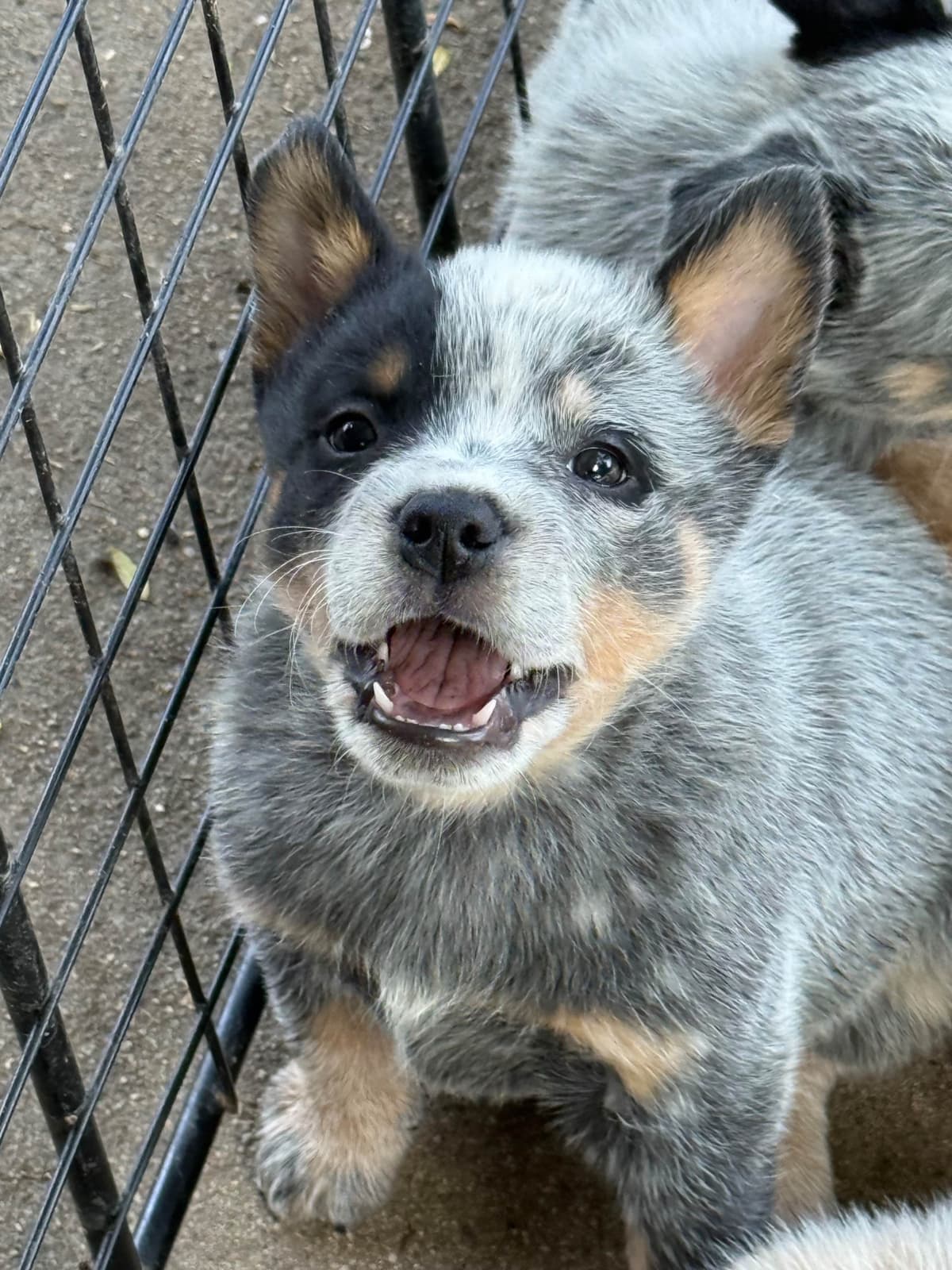 Australian Cattle Dog Puppies breeder image 11