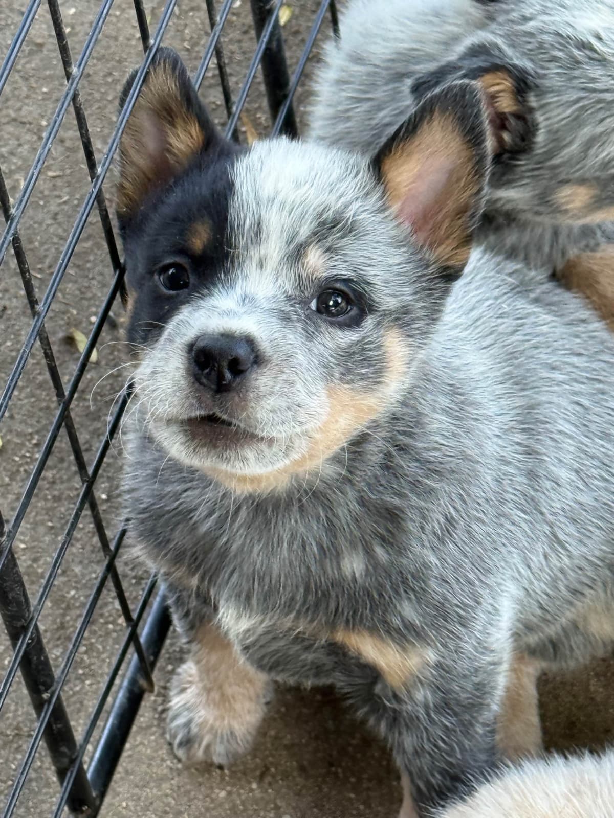 Australian Cattle Dog Puppies breeder image 10