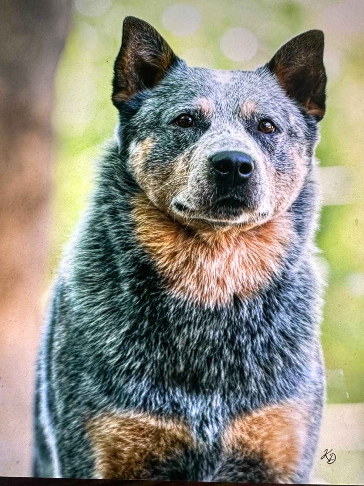 Australian Cattle Dog Puppies breeder image 12