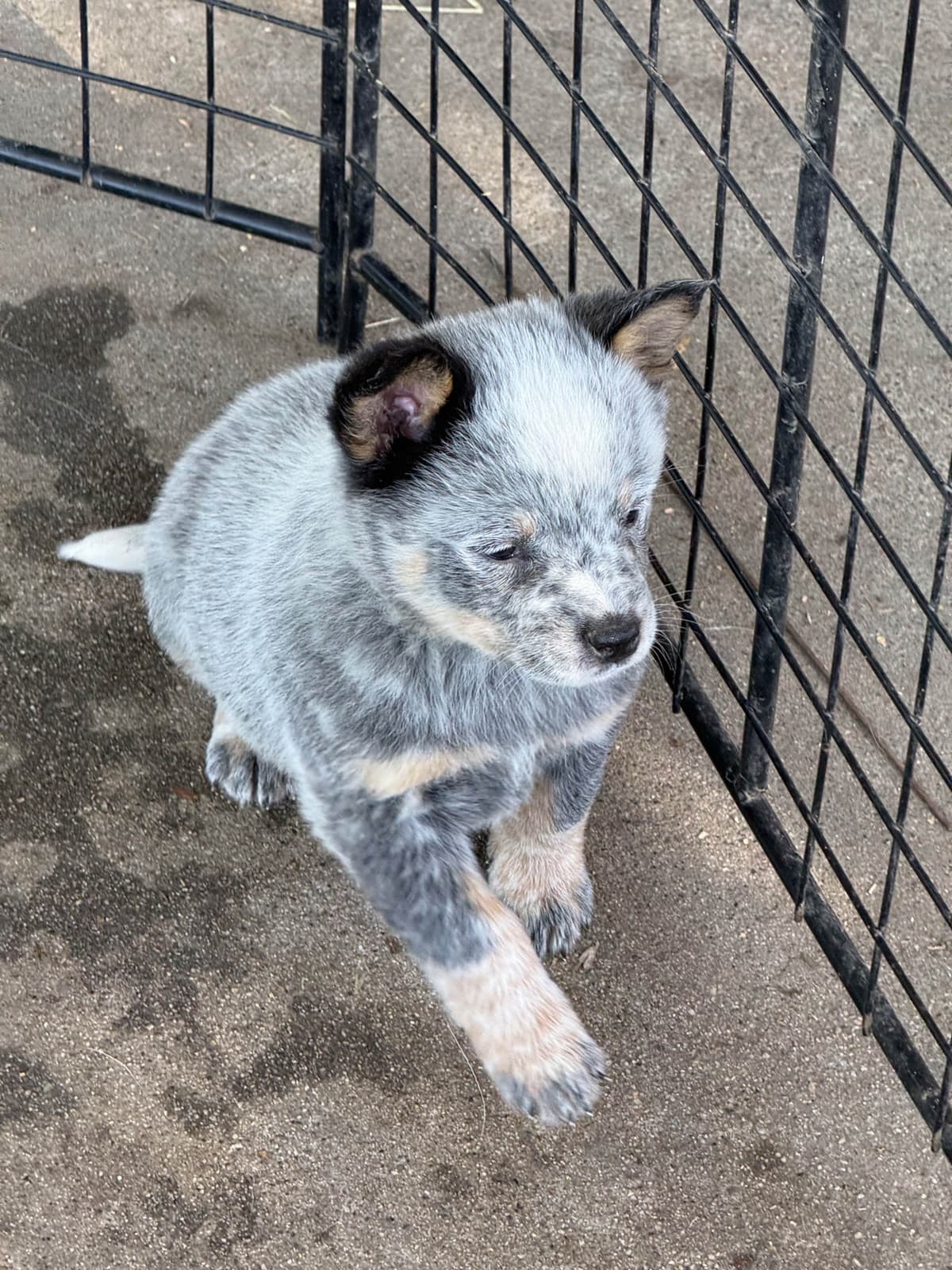 Australian Cattle Dog Puppies breeder image 14