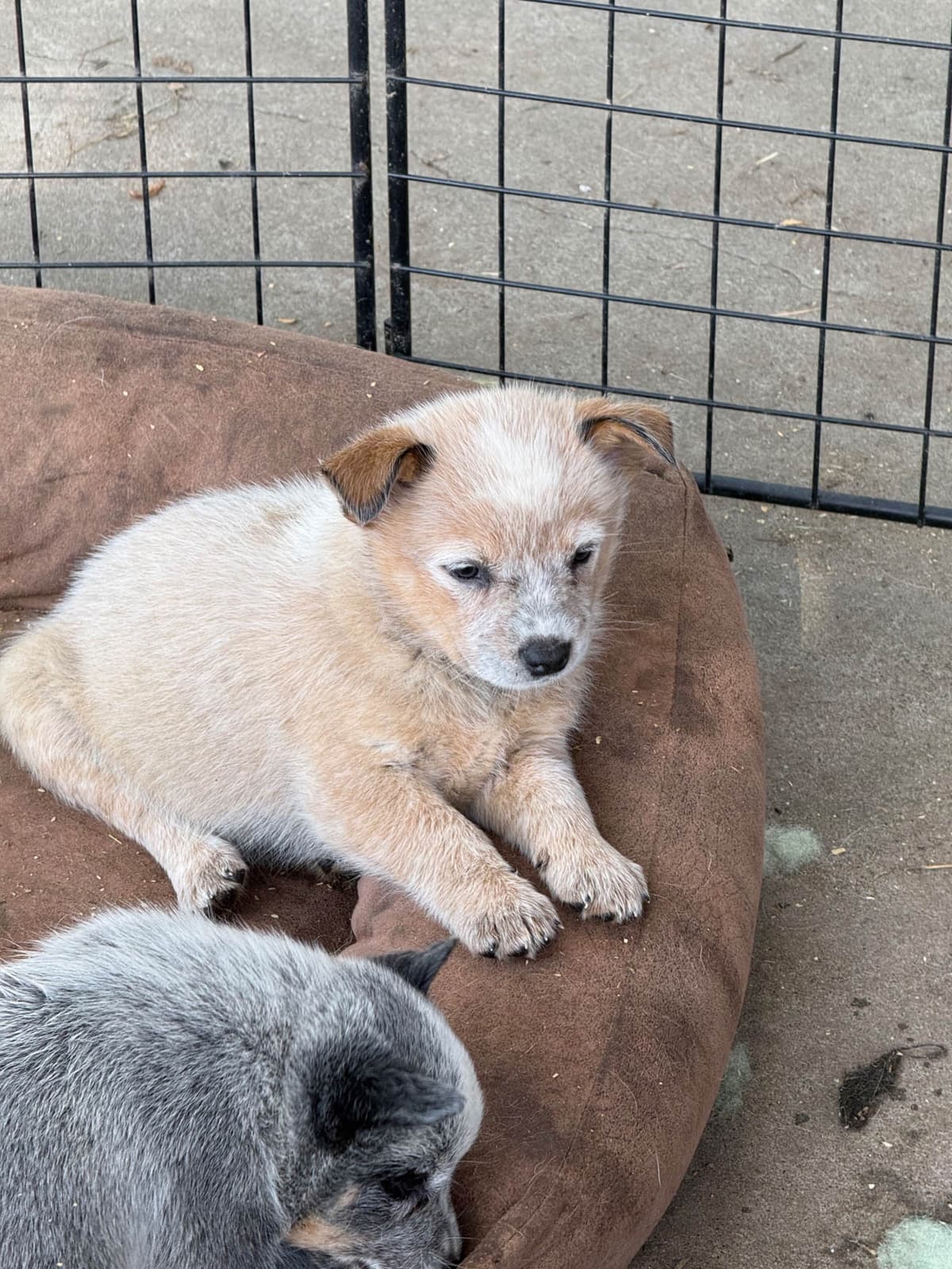 Australian Cattle Dog Puppies breeder image 15
