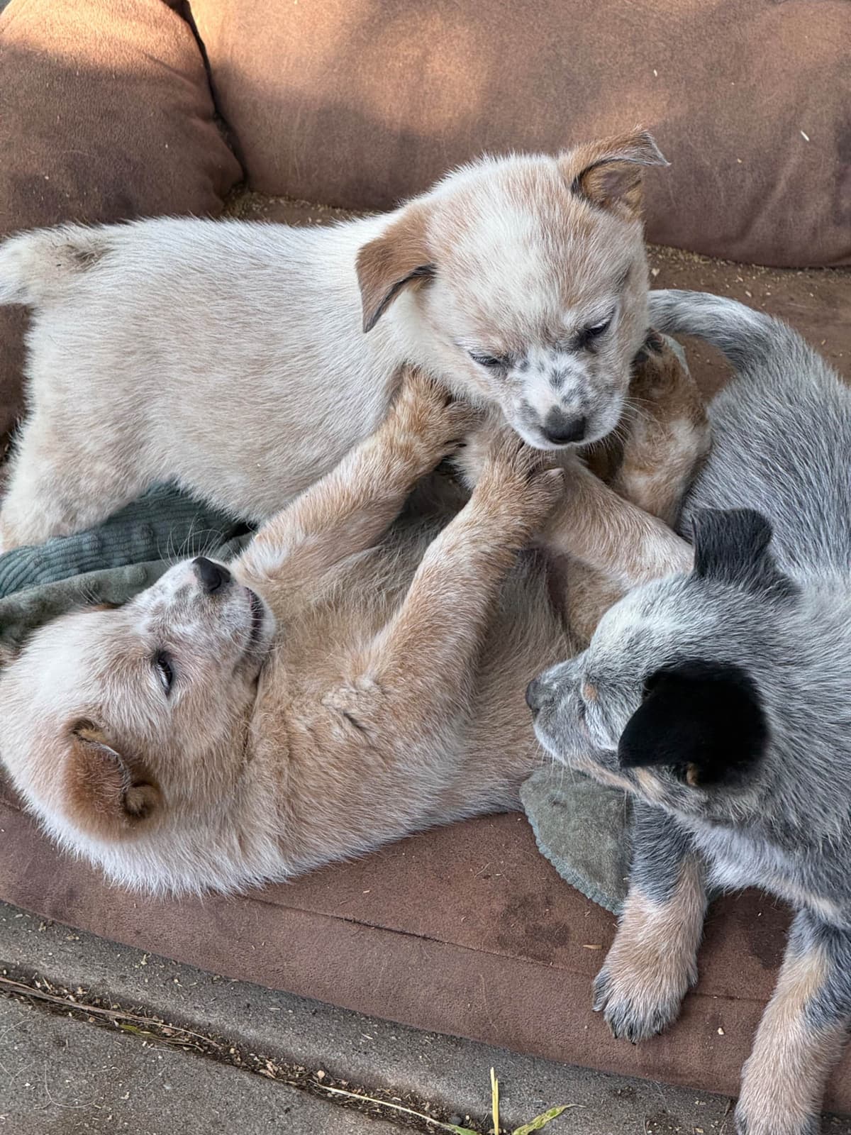 Australian Cattle Dog Puppies breeder image 13