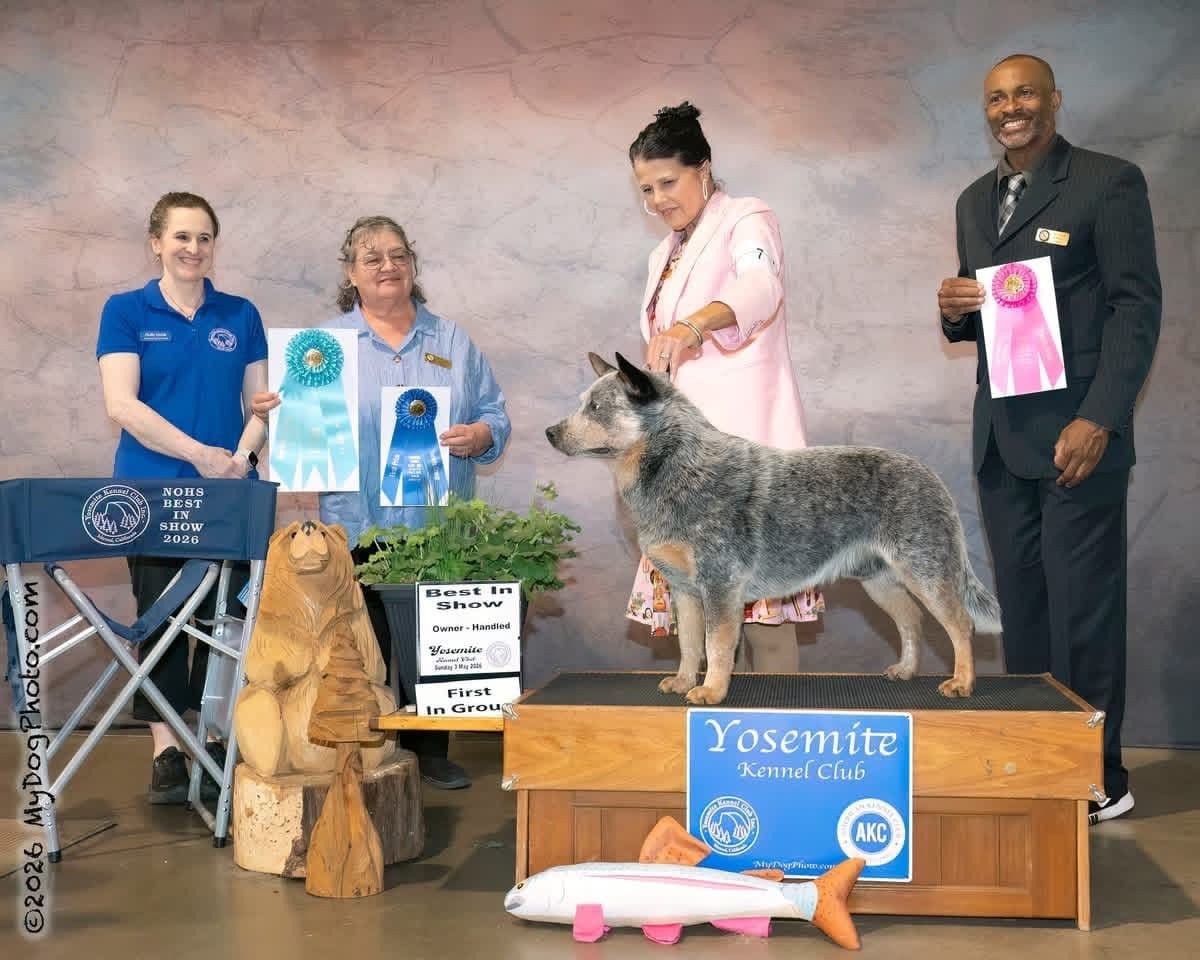 Australian Cattle Dog Puppies breeder image 16