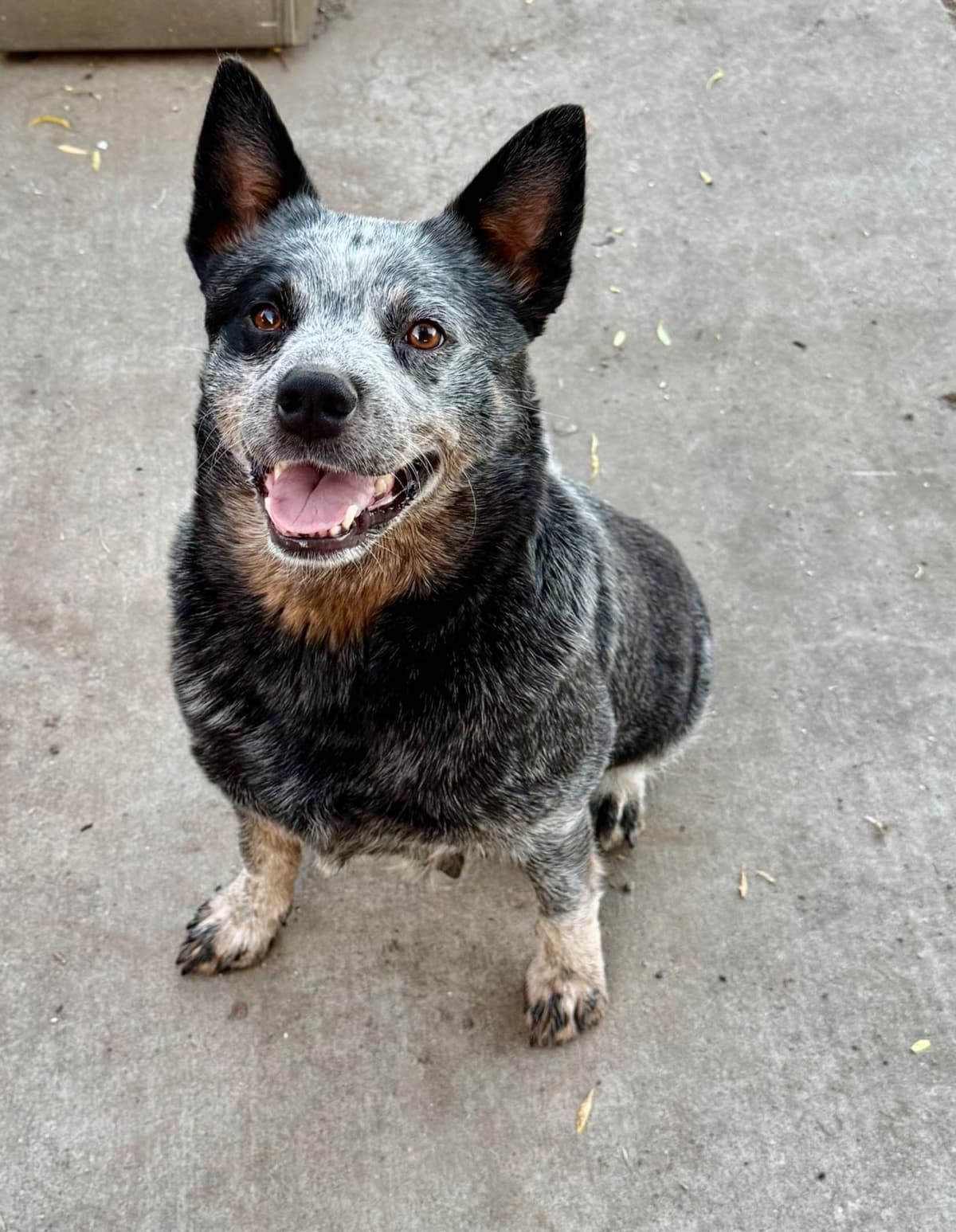 Australian Cattle Dog Puppies breeder image 17