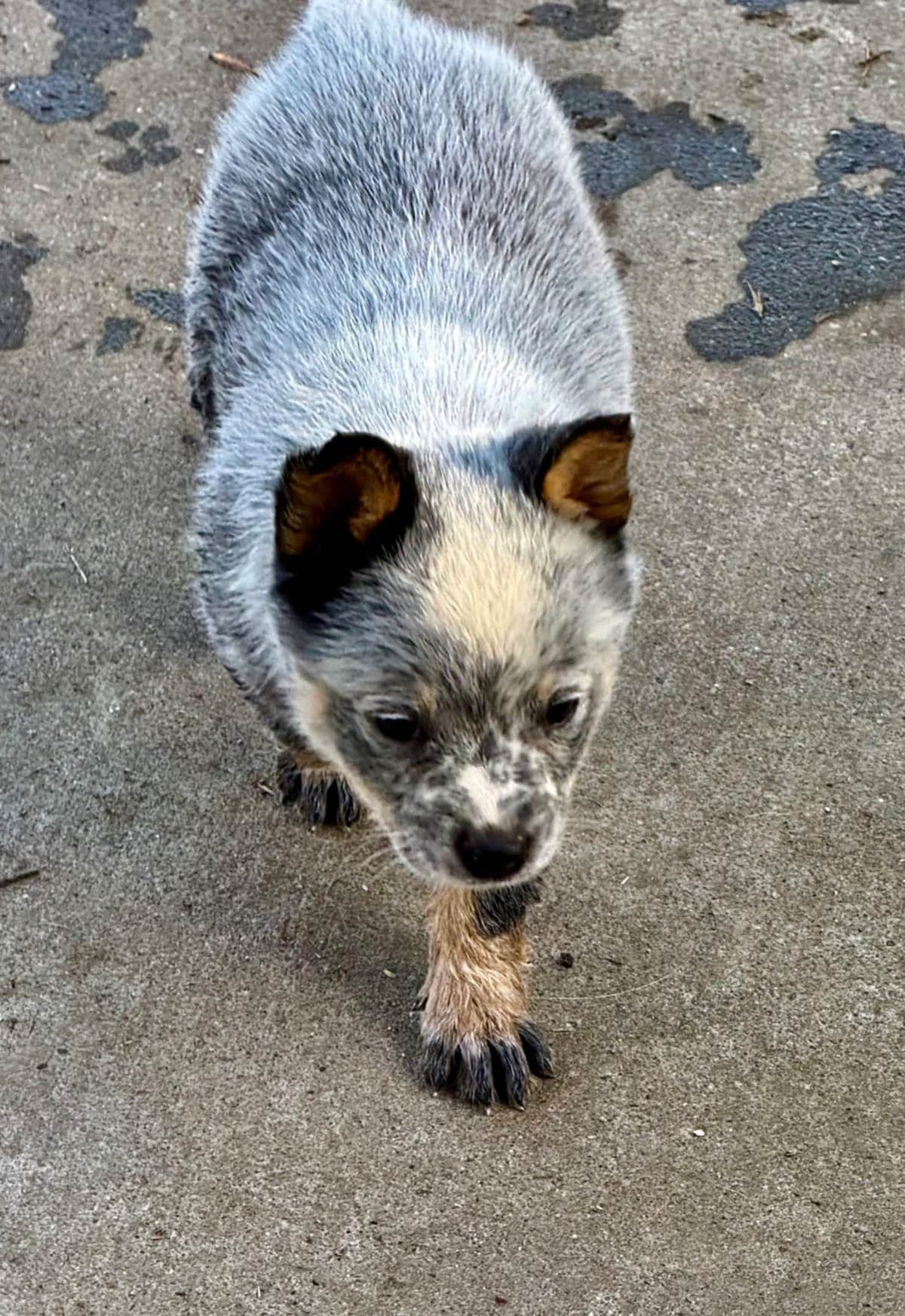 Australian Cattle Dog Puppies breeder image 19
