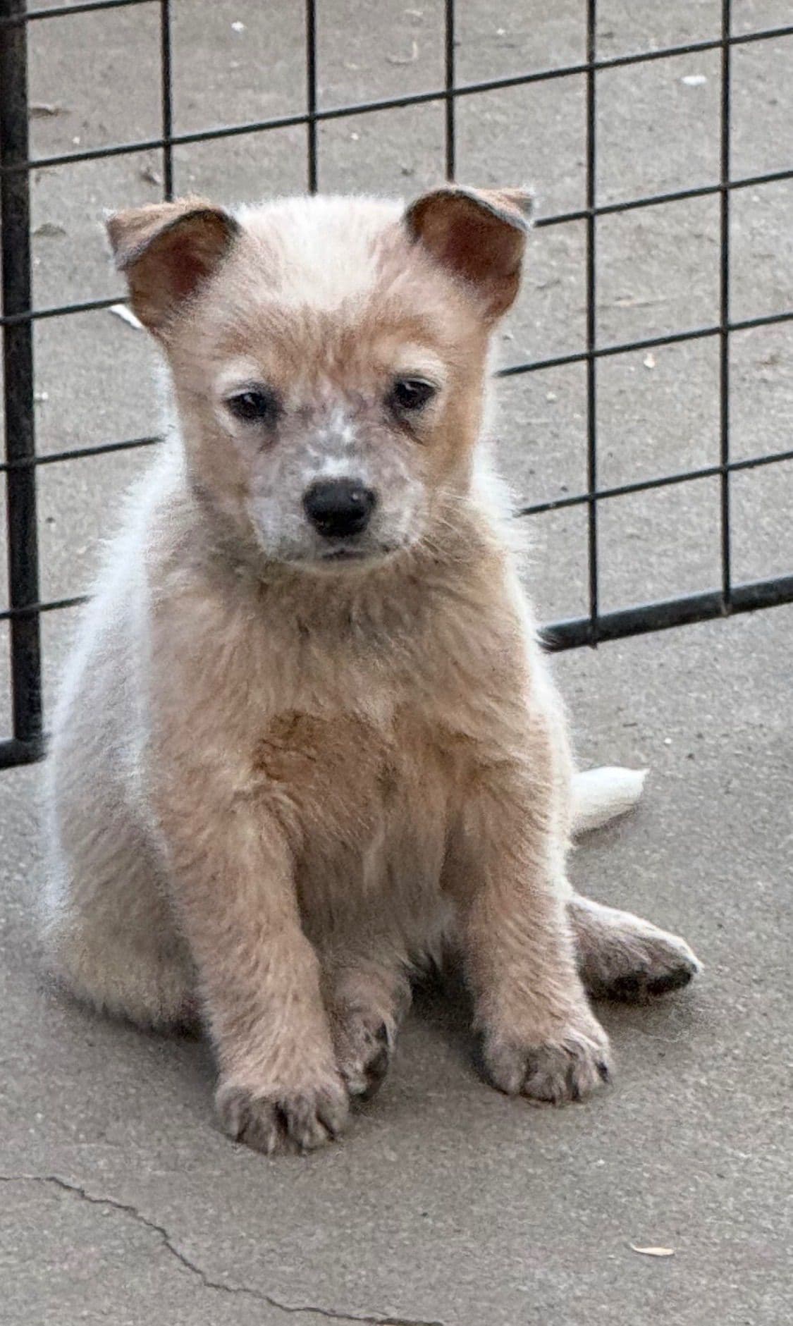 Australian Cattle Dog Puppies breeder image 18
