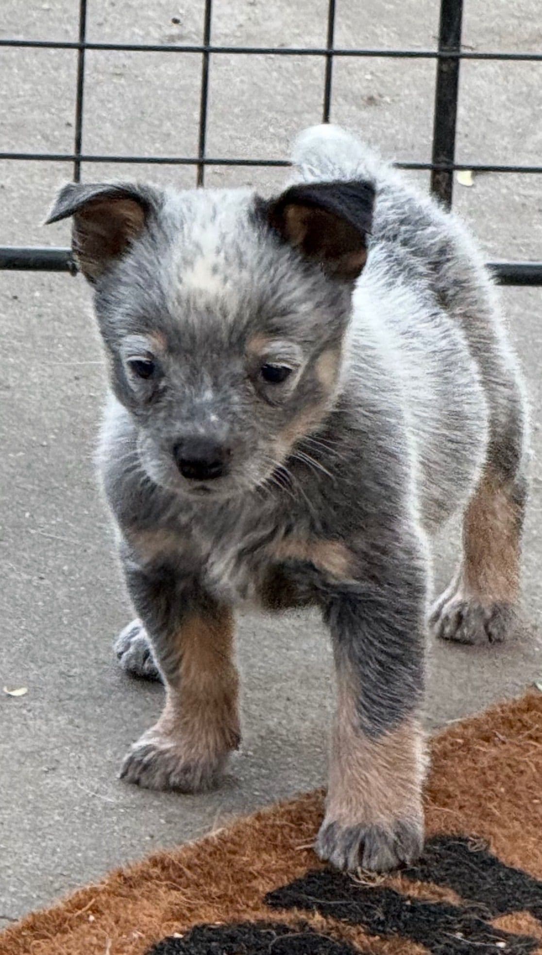 Australian Cattle Dog Puppies breeder image 20