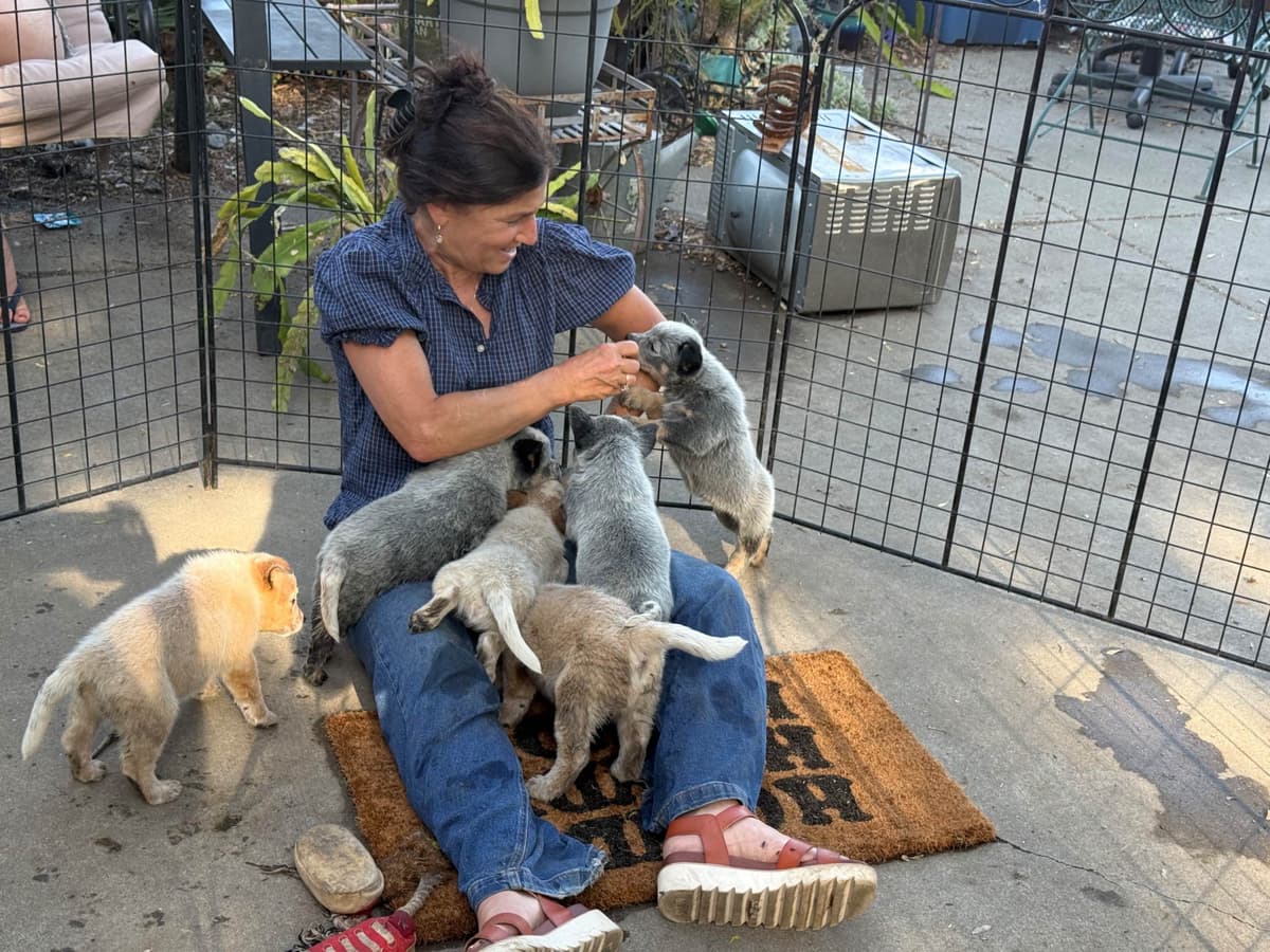 Australian Cattle Dog Puppies breeder image 21