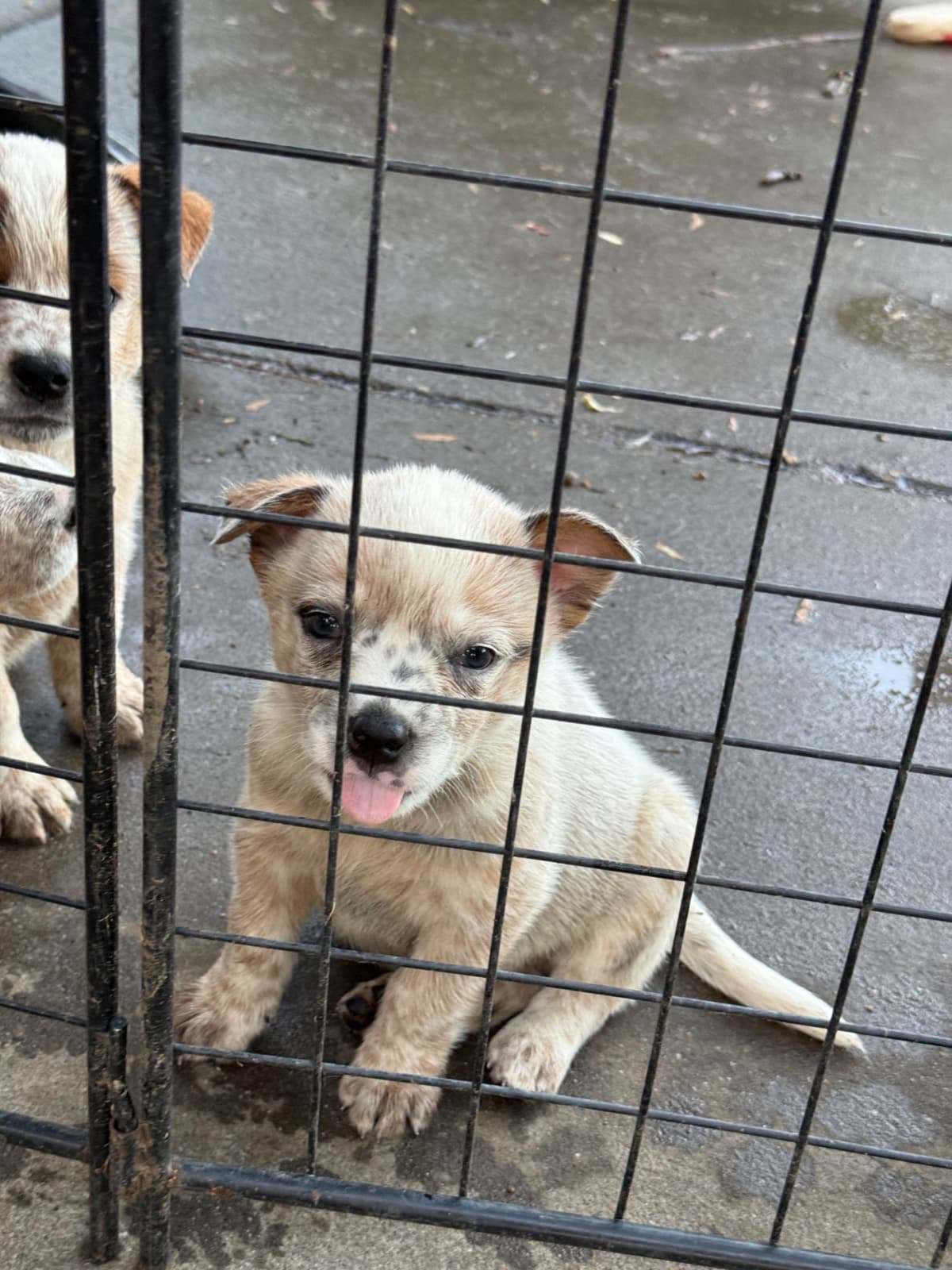 Australian Cattle Dog Puppies breeder image 23