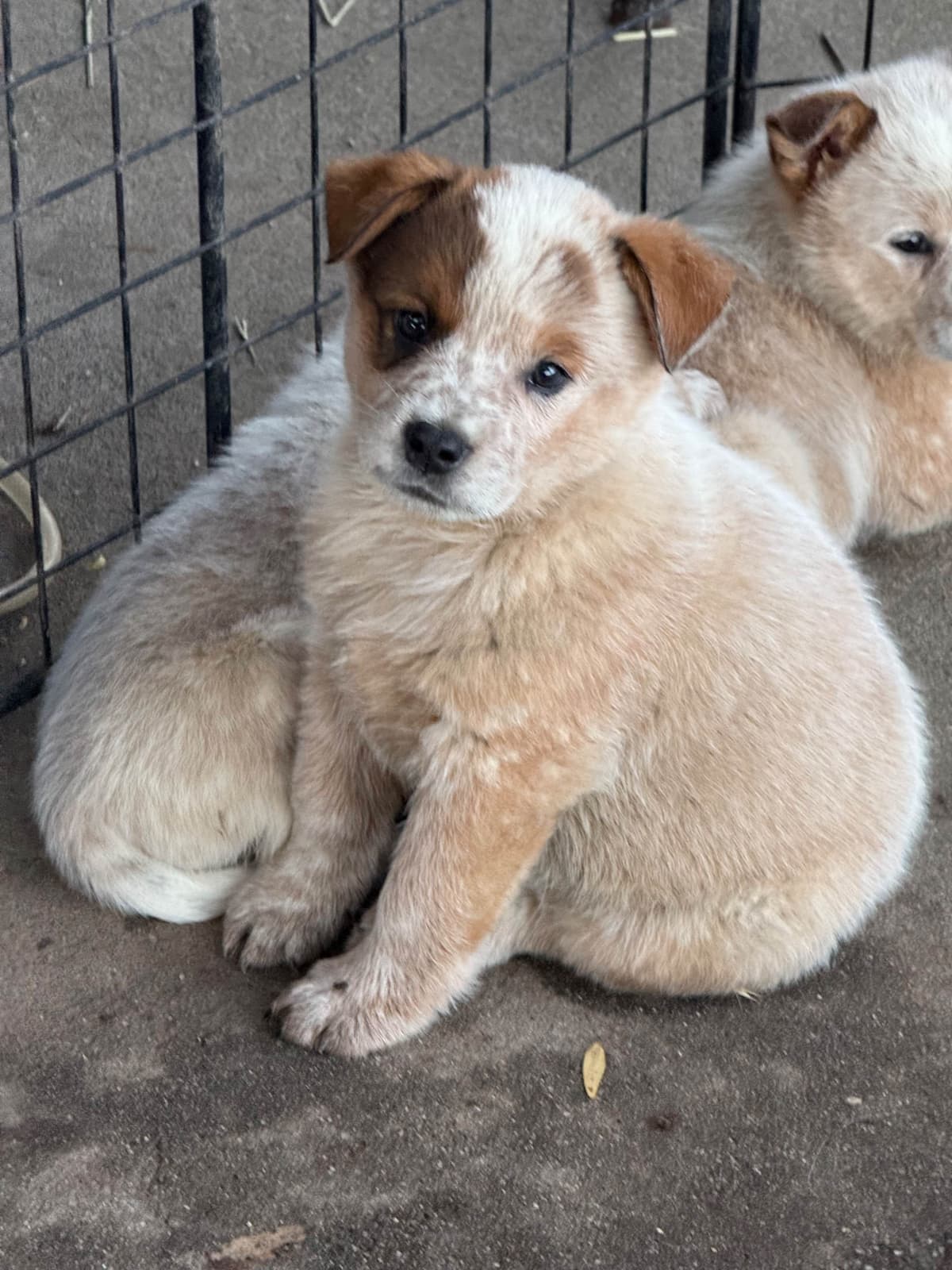 Australian Cattle Dog Puppies breeder image 22