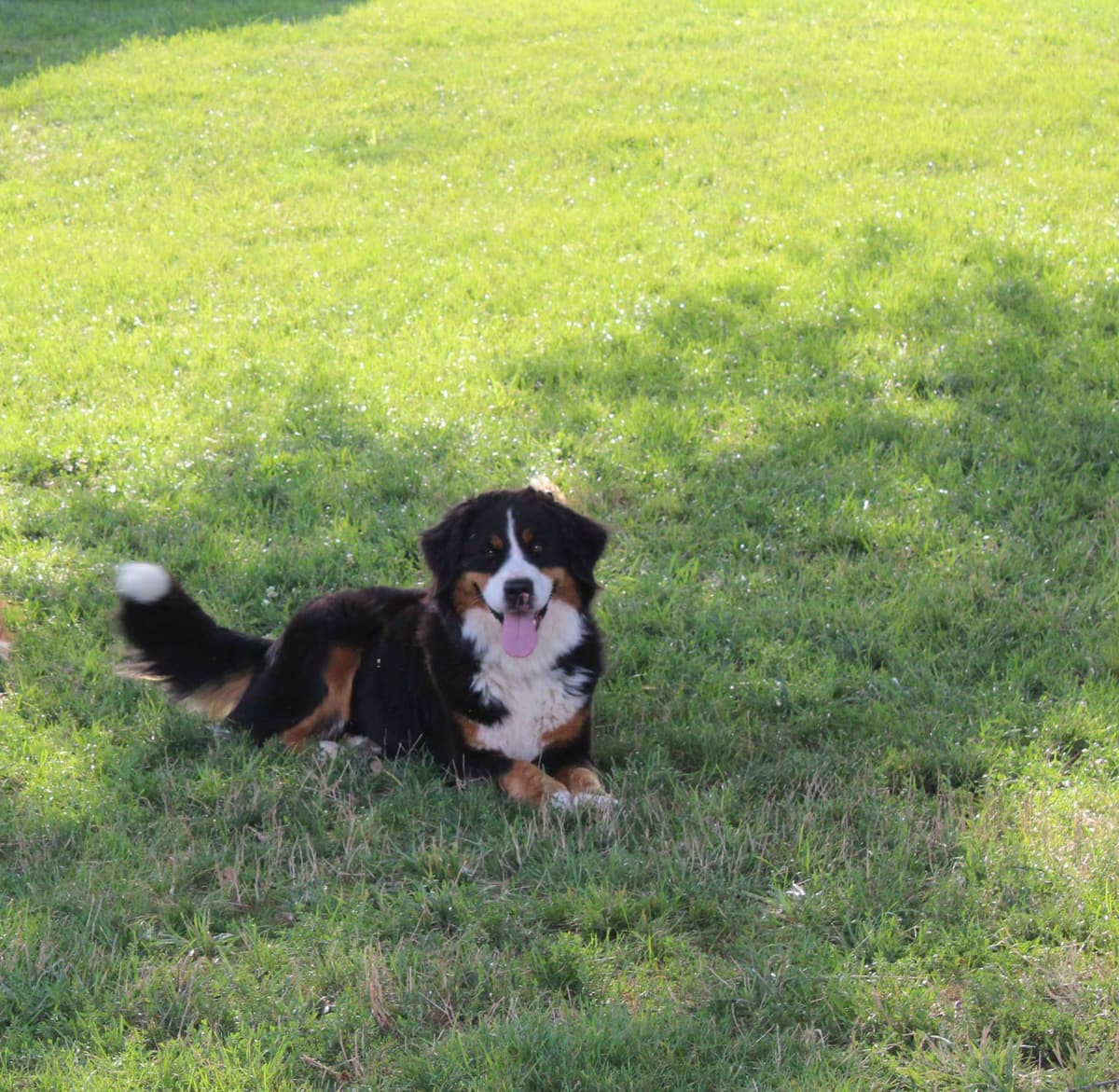 Bernese Mountain Dog Puppies breeder image 4