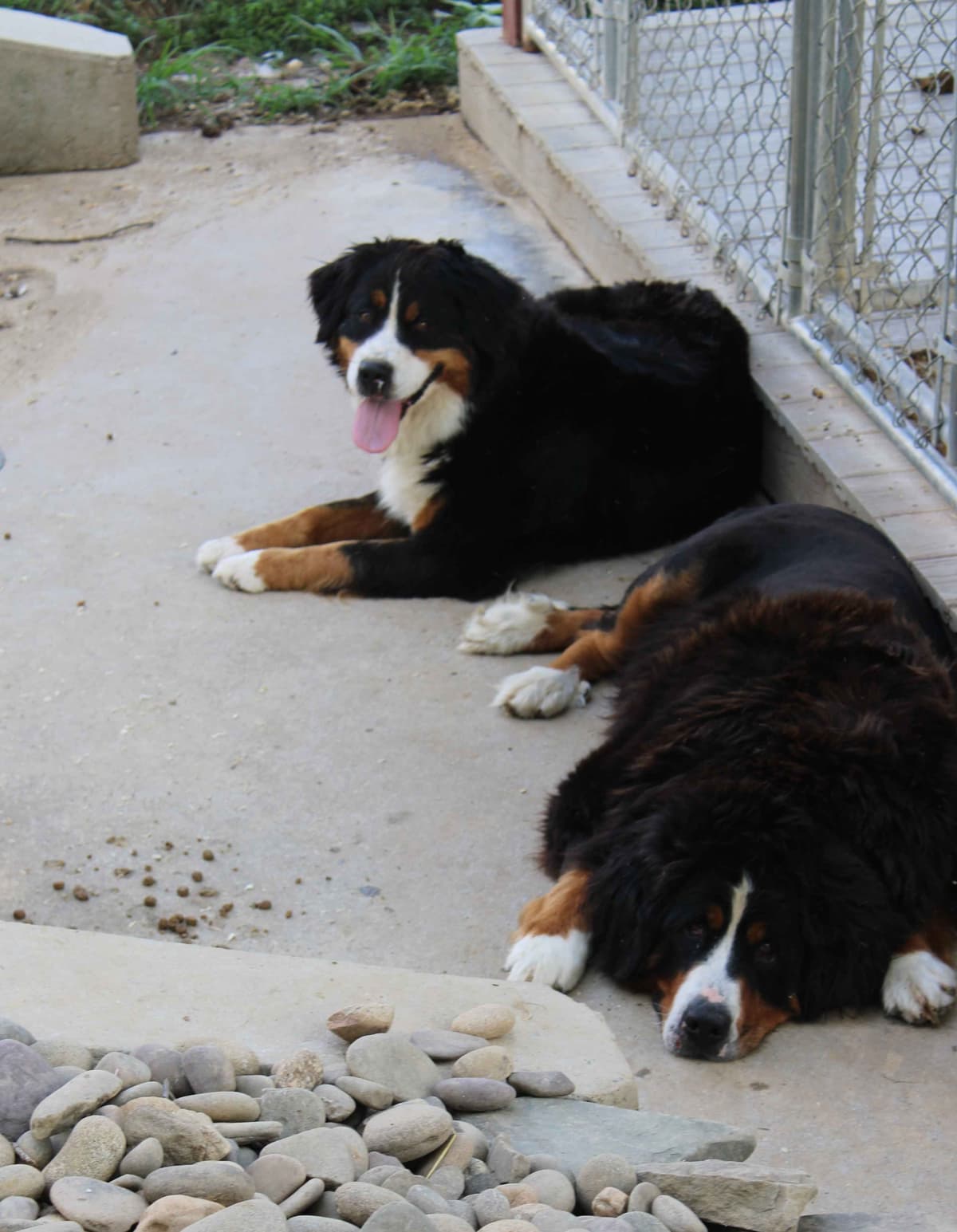 Bernese Mountain Dog Puppies breeder image 5