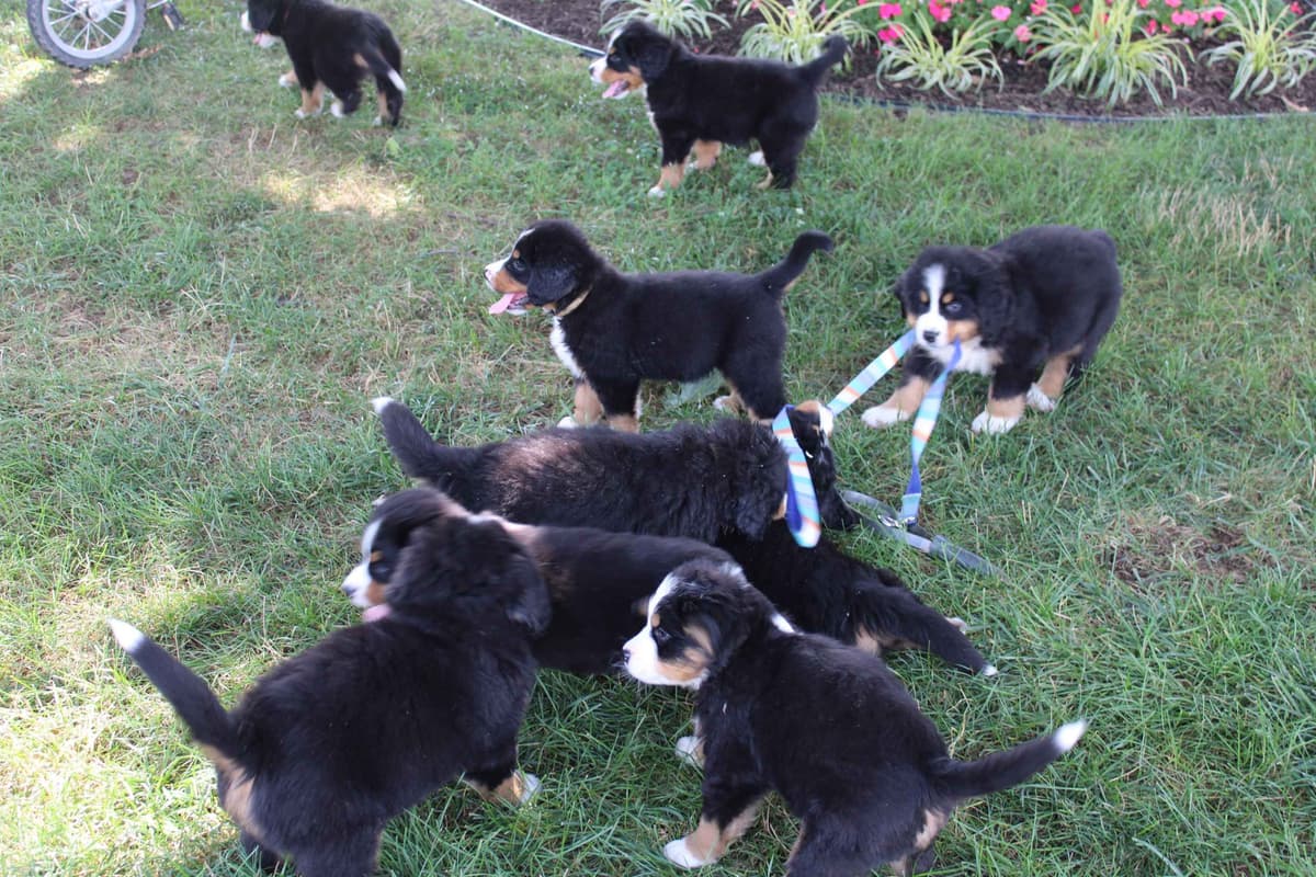 Bernese Mountain Dog Puppies breeder image 6