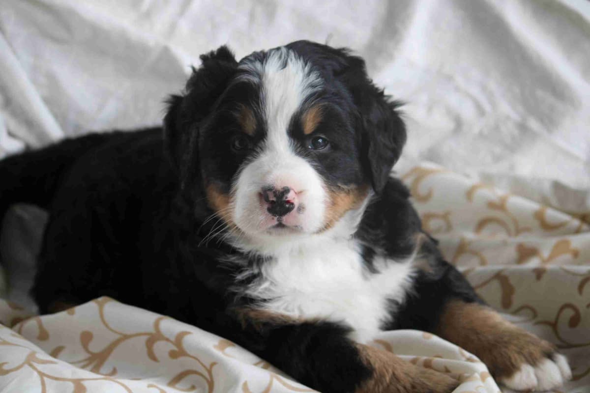 Bernese Mountain Dog Puppies breeder image 1