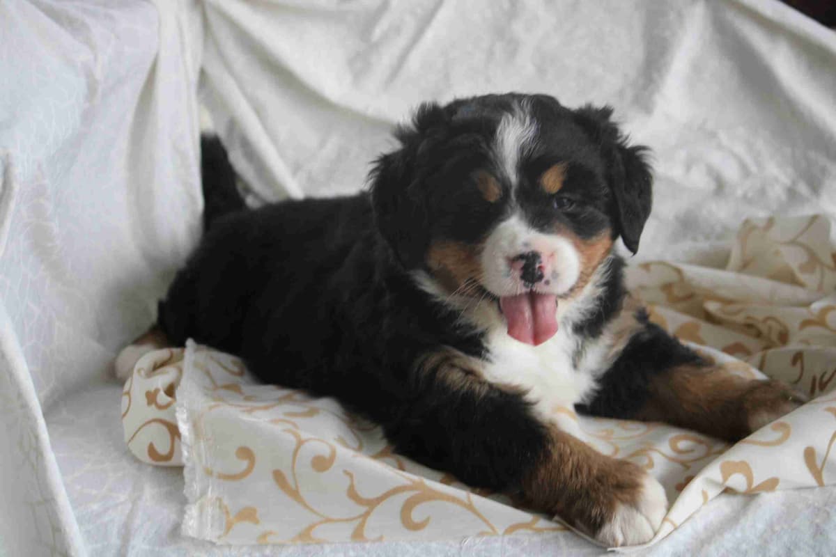 Bernese Mountain Dog Puppies breeder image 2