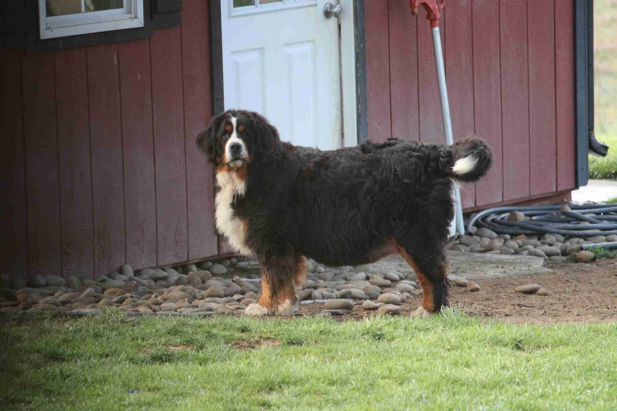Bernese Mountain Dog Puppies breeder image 3