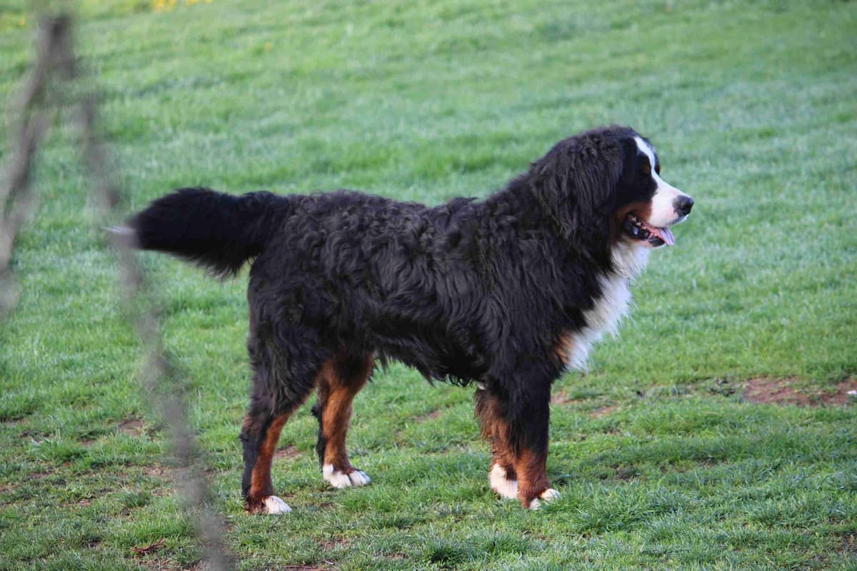 Bernese Mountain Dog Puppies breeder image 8