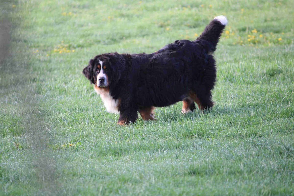 Bernese Mountain Dog Puppies breeder image 9