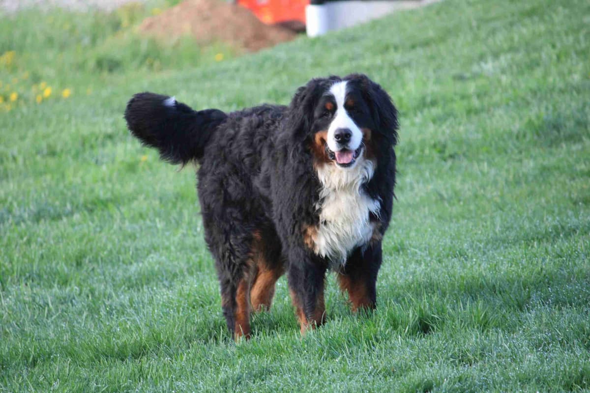 Bernese Mountain Dog Puppies breeder image 10