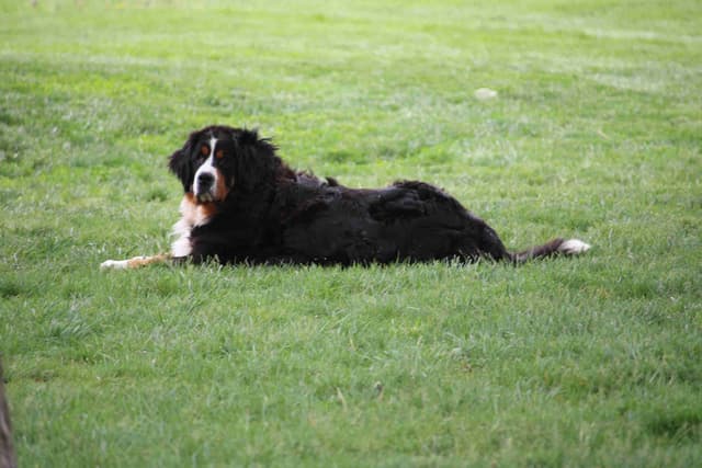 Bernese Mountain Dog Puppies media 19