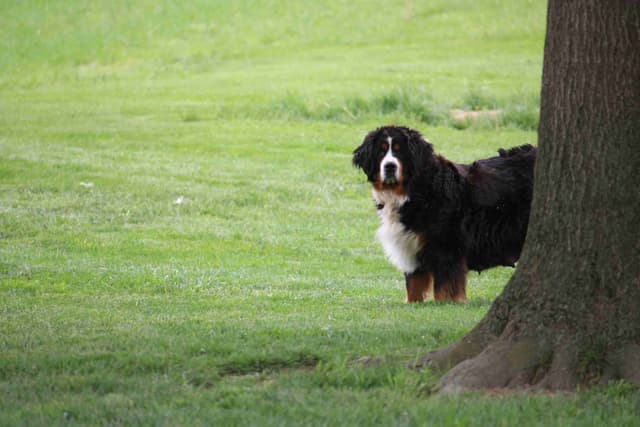 Bernese Mountain Dog Puppies media 20
