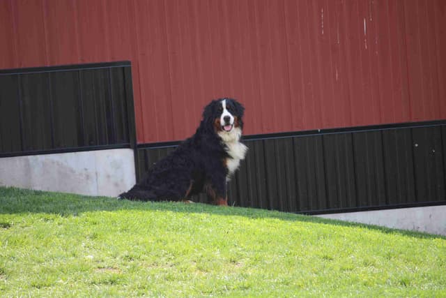 Bernese Mountain Dog Puppies media 21