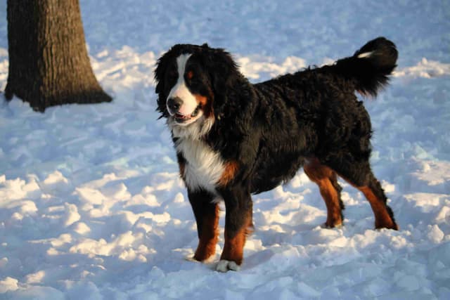 Bernese Mountain Dog Puppies media 23