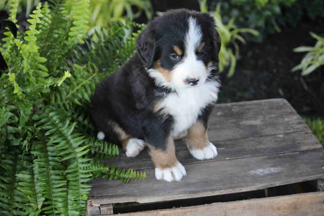 Bernese Mountain Dog Puppies media 11