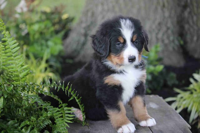 Bernese Mountain Dog Puppies media 12