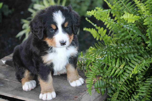 Bernese Mountain Dog Puppies media 13